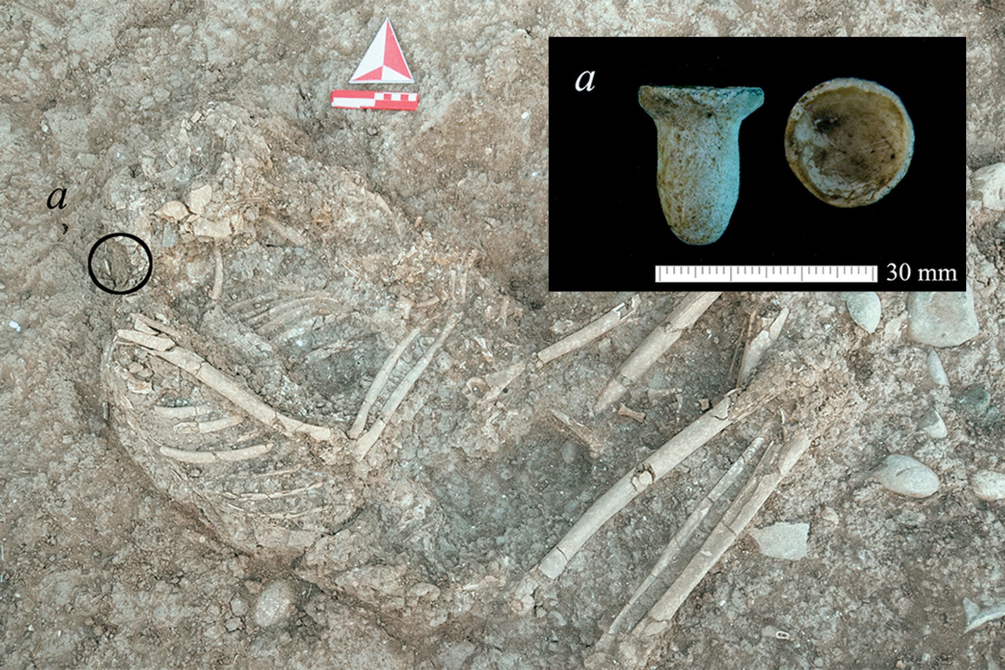 Flexed skeleton with an earring found beside it (figure a) (photographs from the Boncuklu Tarla Excavation Archive, figure by authors).