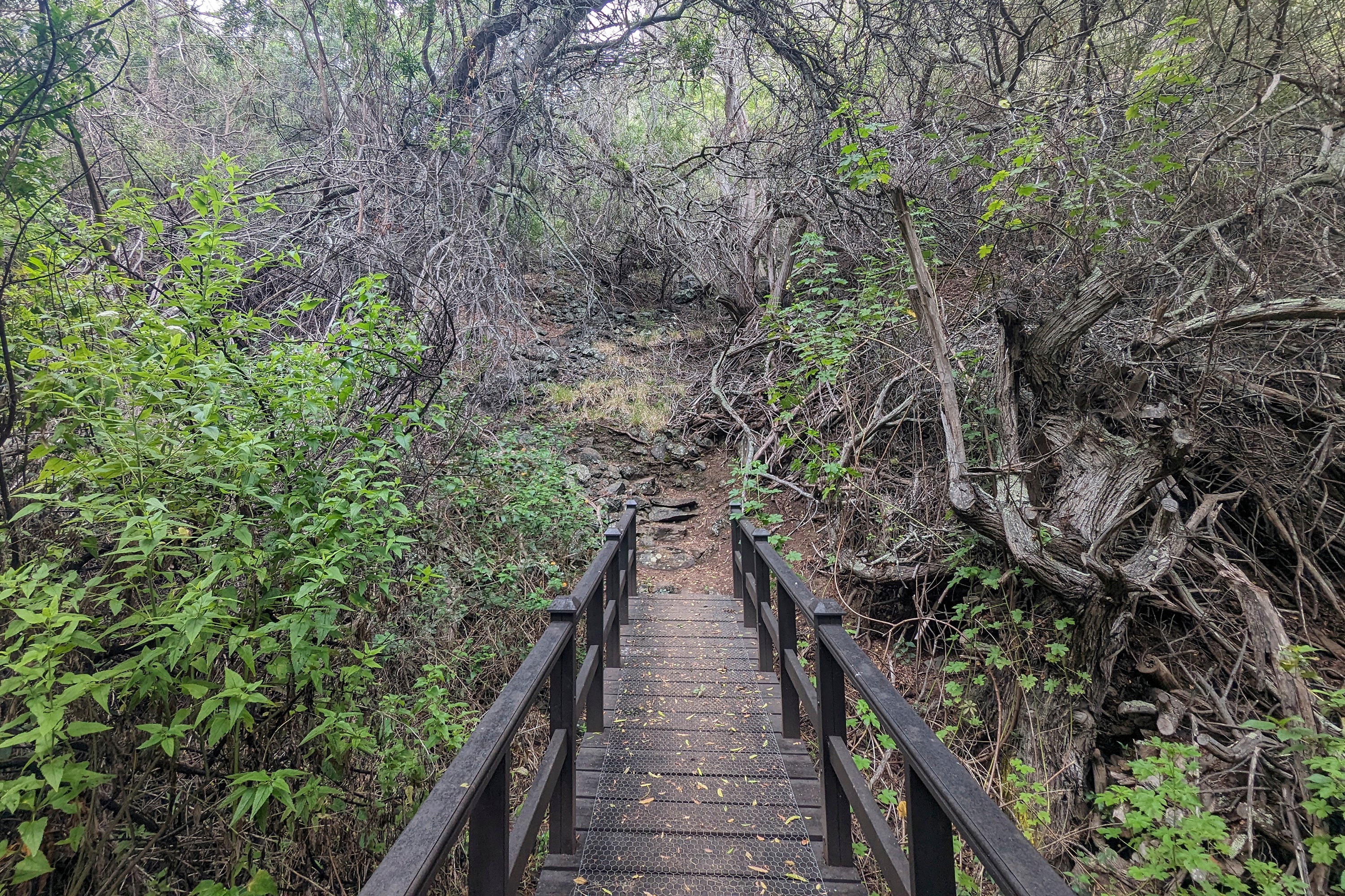 A wooden bridge leading to the Heart Shaped Waterfall on the island of St Helena