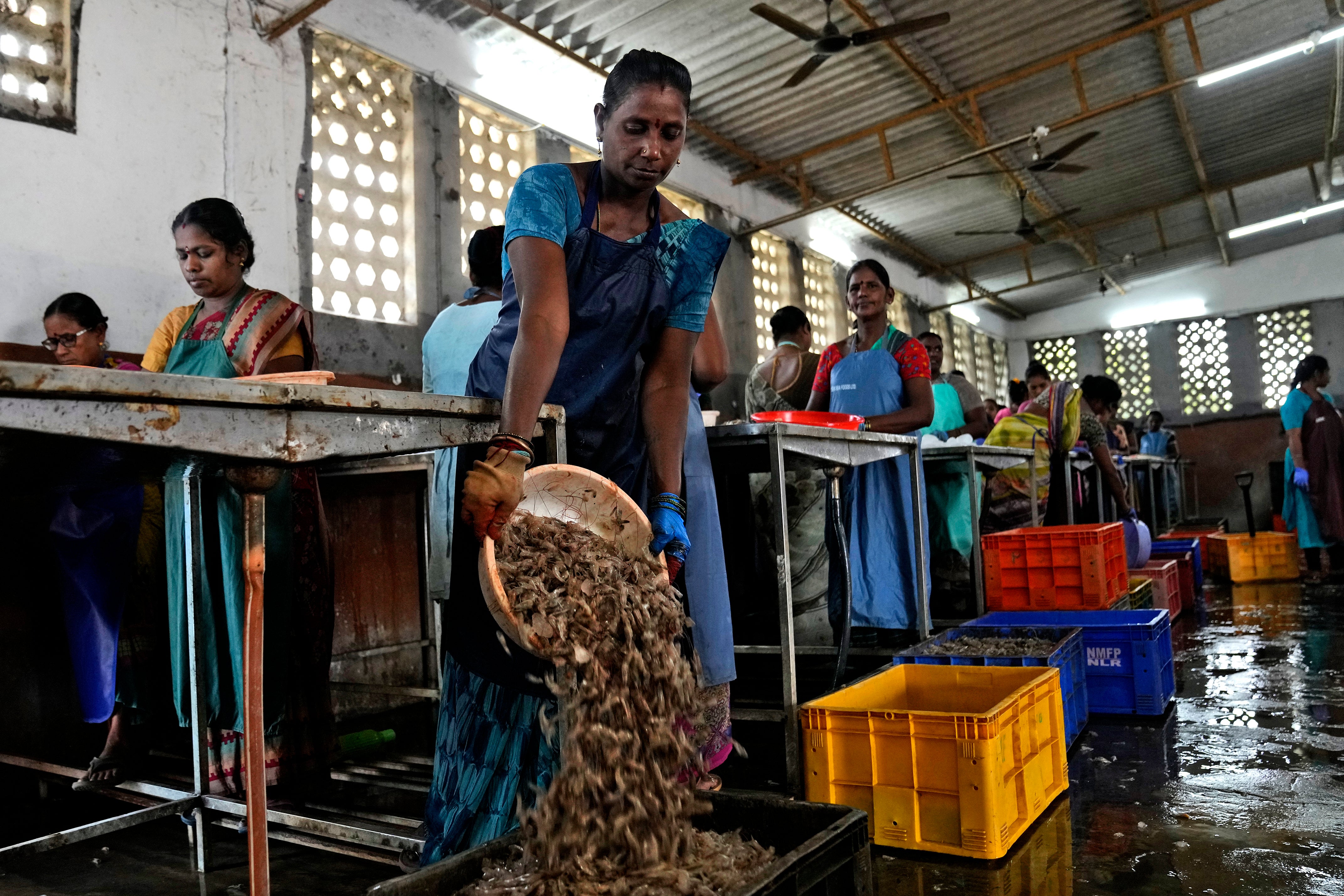 Oceans-Fisheries-Indian Shrimp