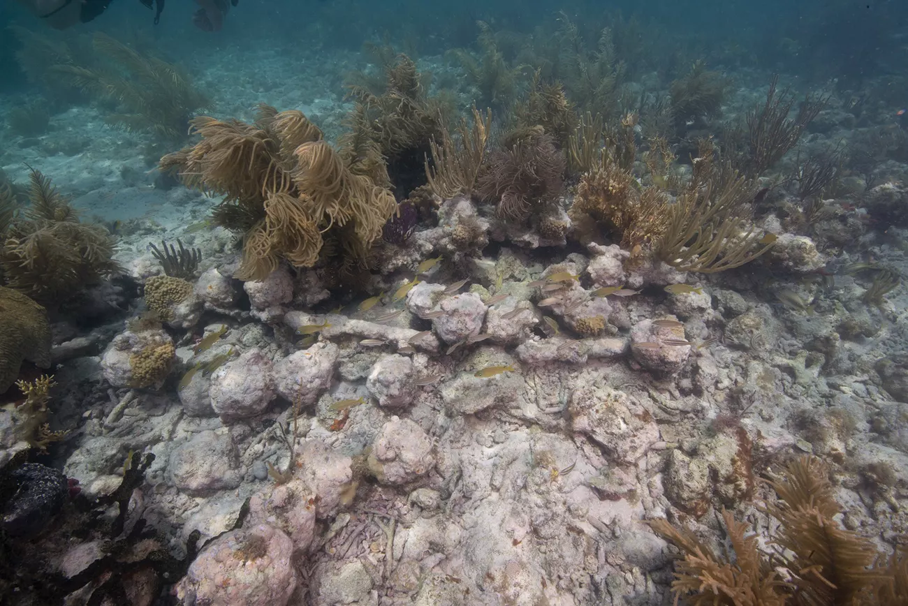 Cannonballs sitting on the seabed