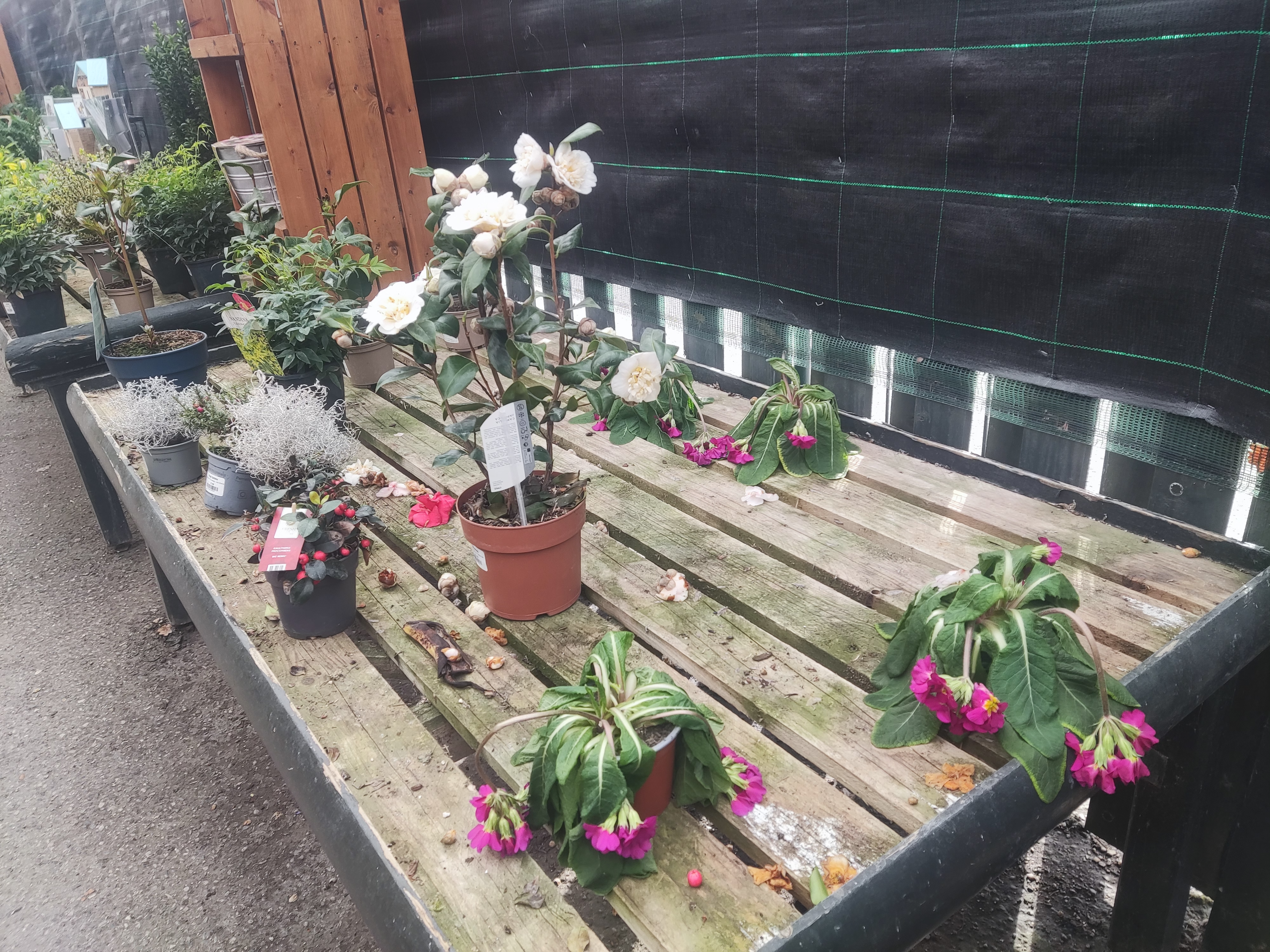 Dying flowers line the entrance to the farm shop