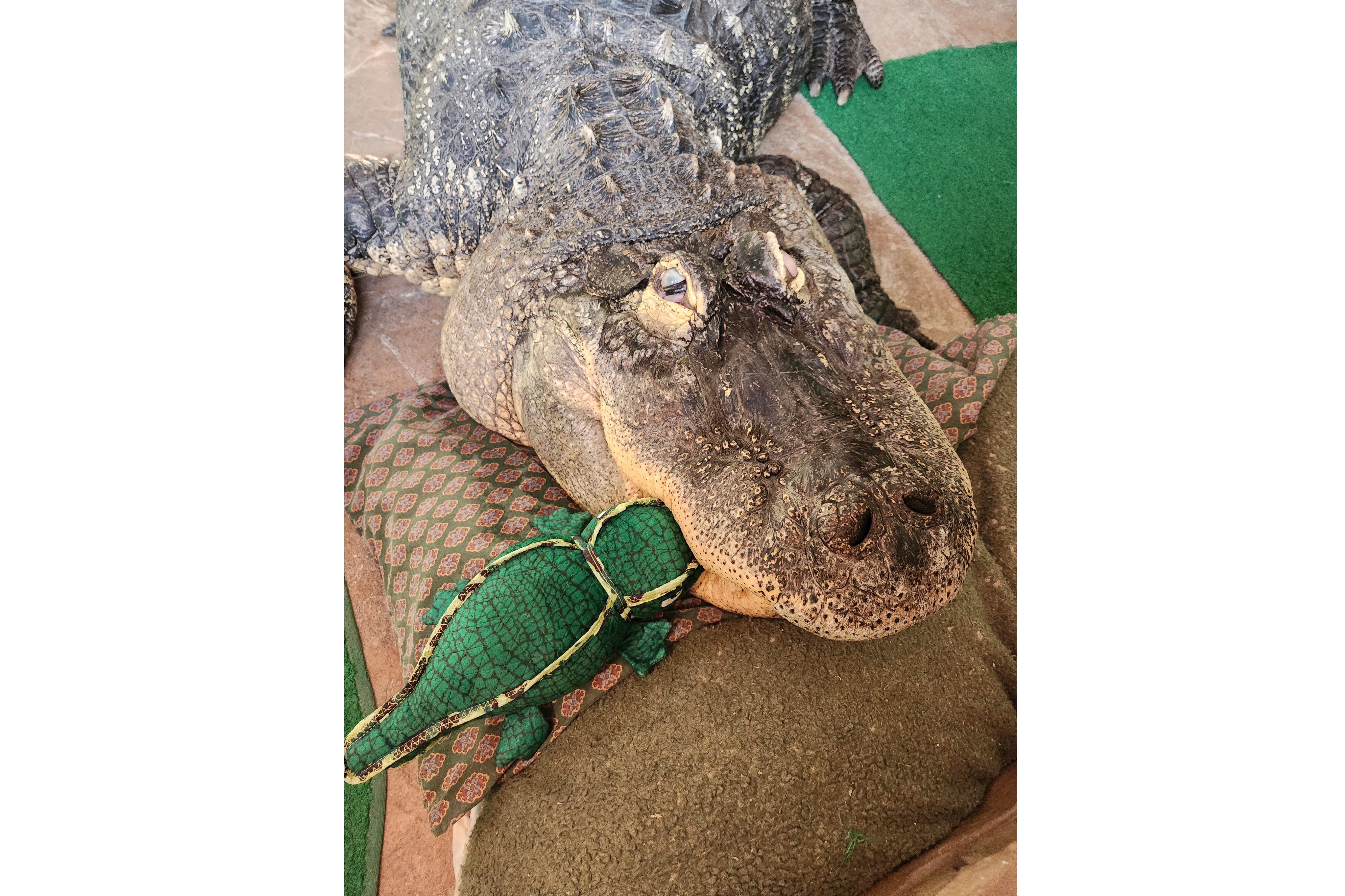 Alligator Seized