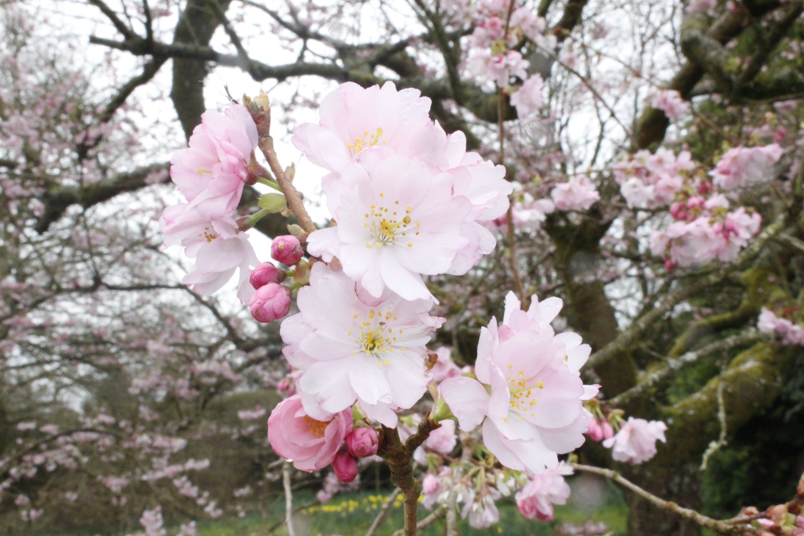 Blossom in the garden at Chirk Castle, near Wrexham. Cooler temperatures and rain have tempered the early spring in much of the country