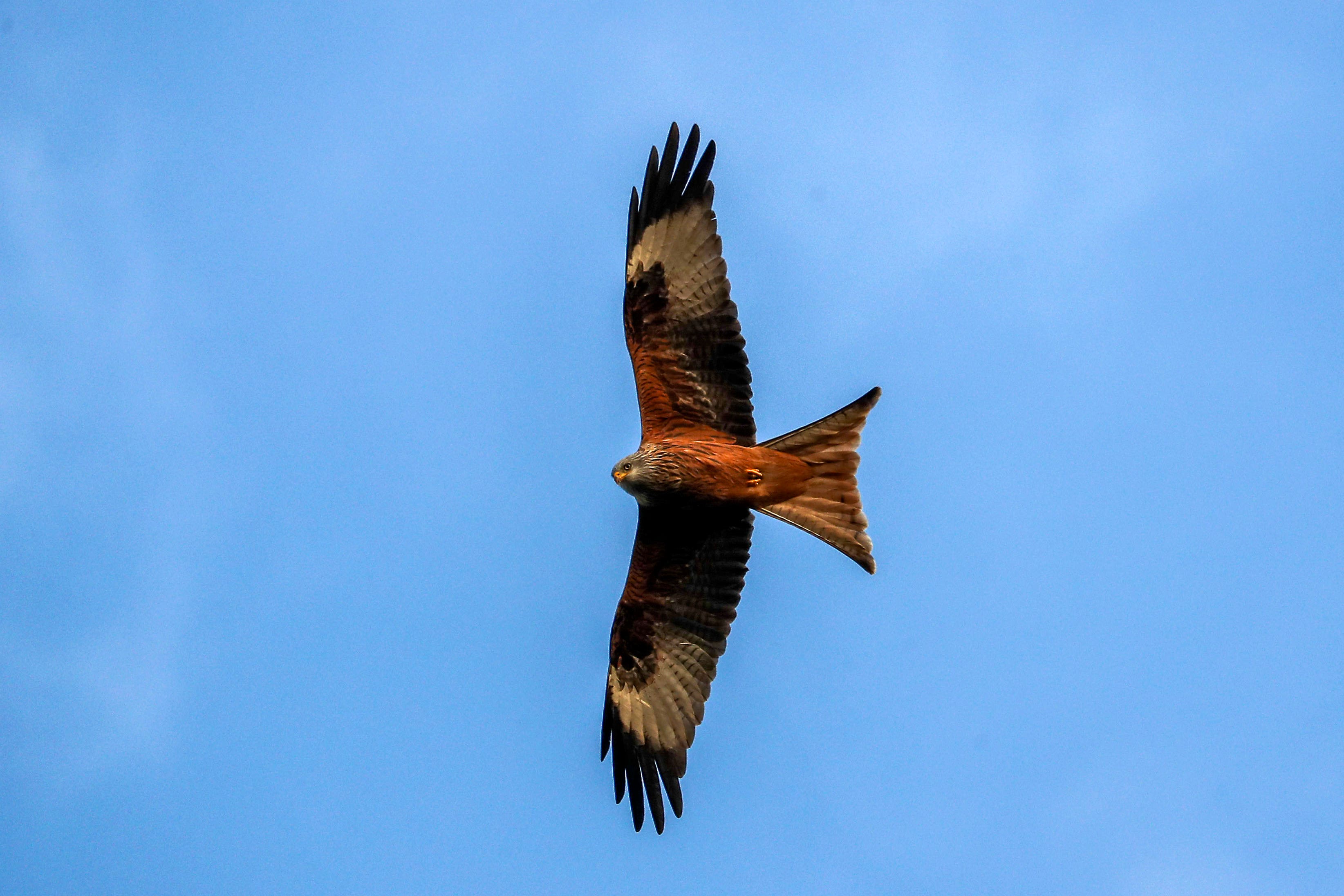 The red kite population has been growing across vast parts of Britain (PA)