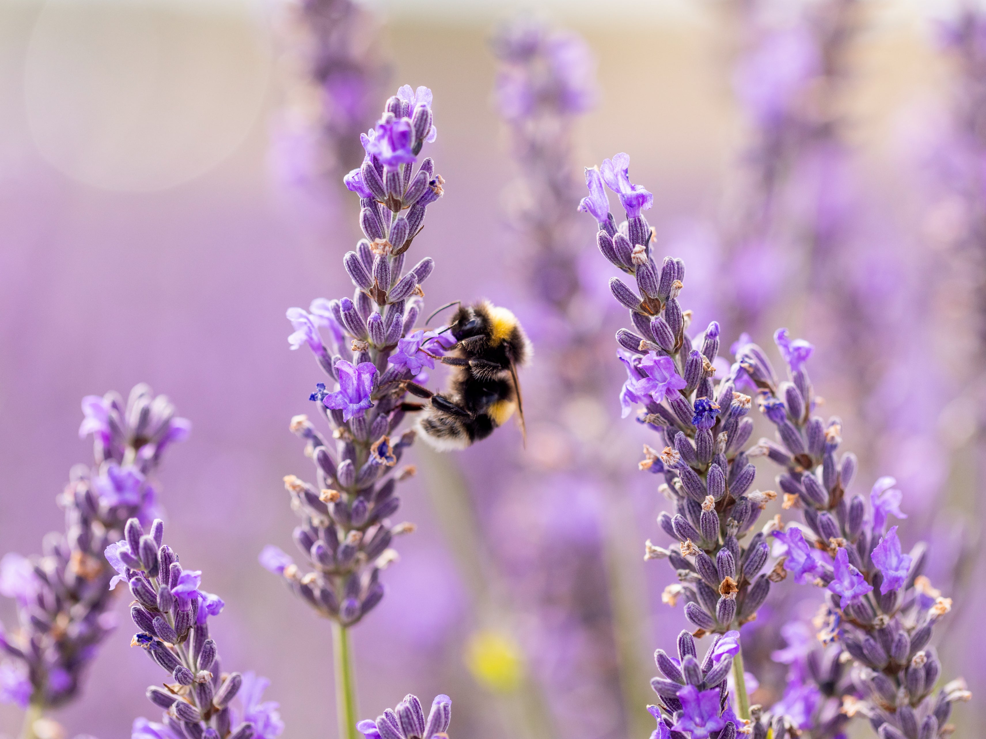 We’ve seen a 60 per cent drop in the number of flying insects over the past 20 years