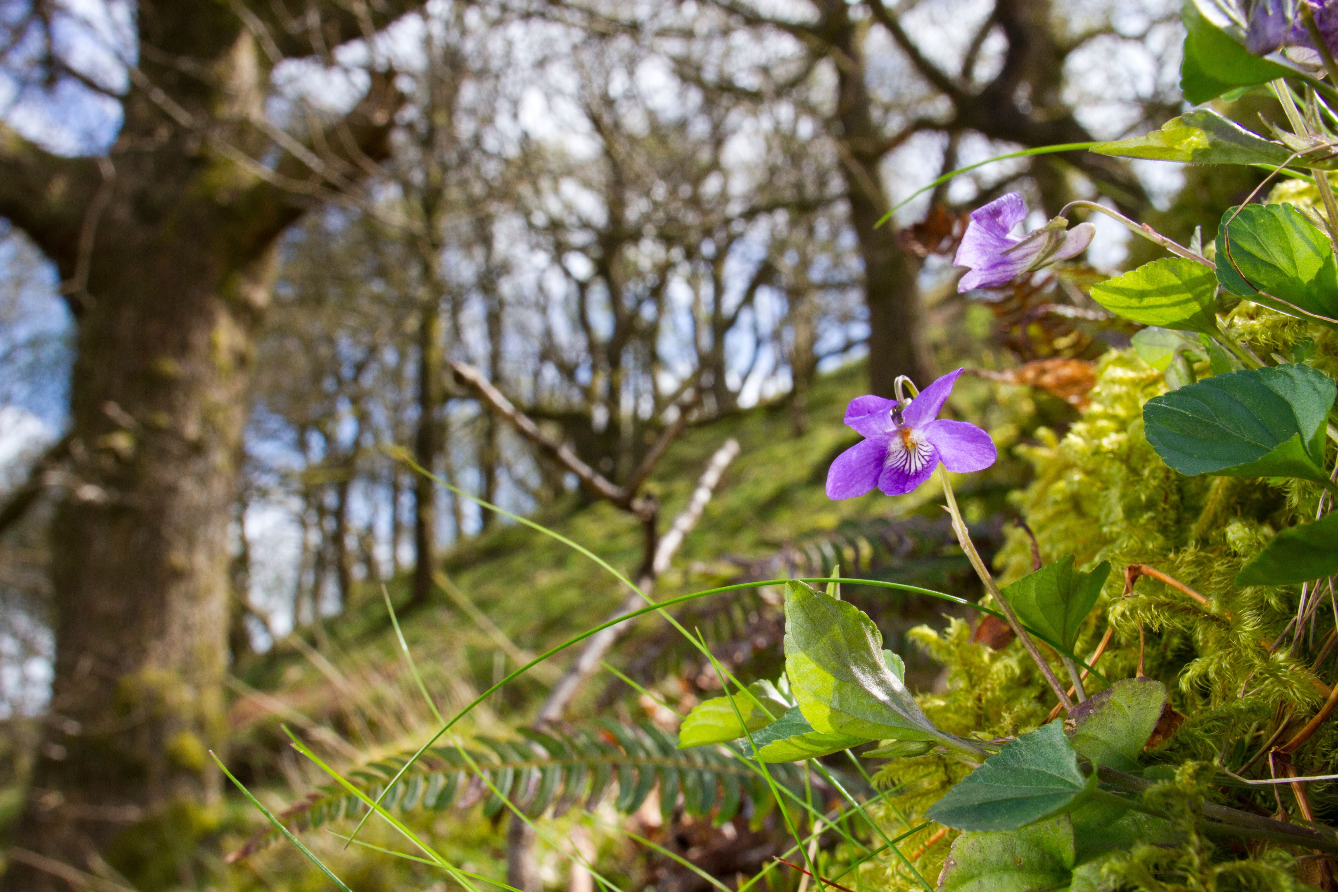 A common dog violet flowering in oak woodland in late spring (Woodland Trust/PA)