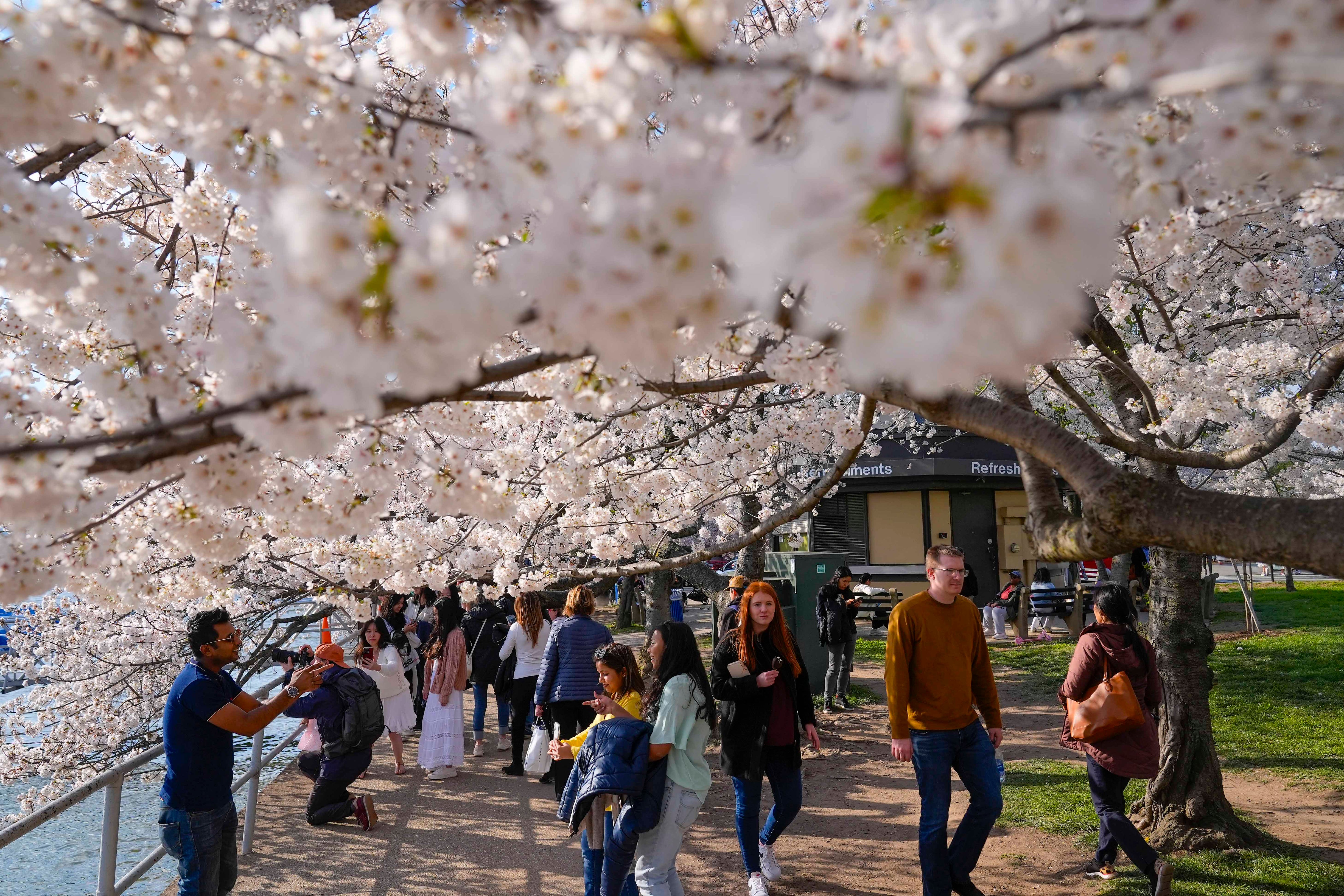 Cherry Blossoms Washington