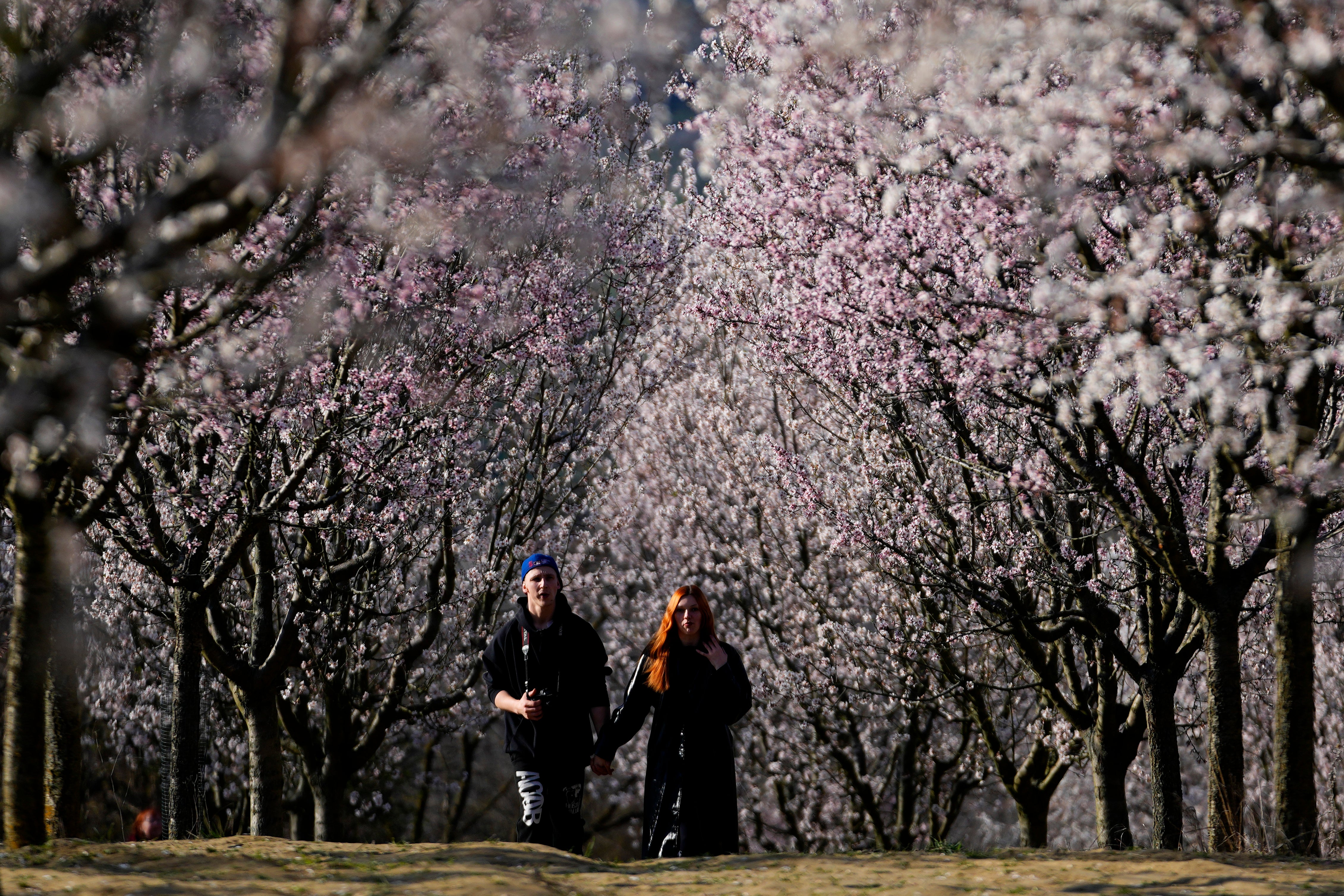 Czech Republic Almond Grove