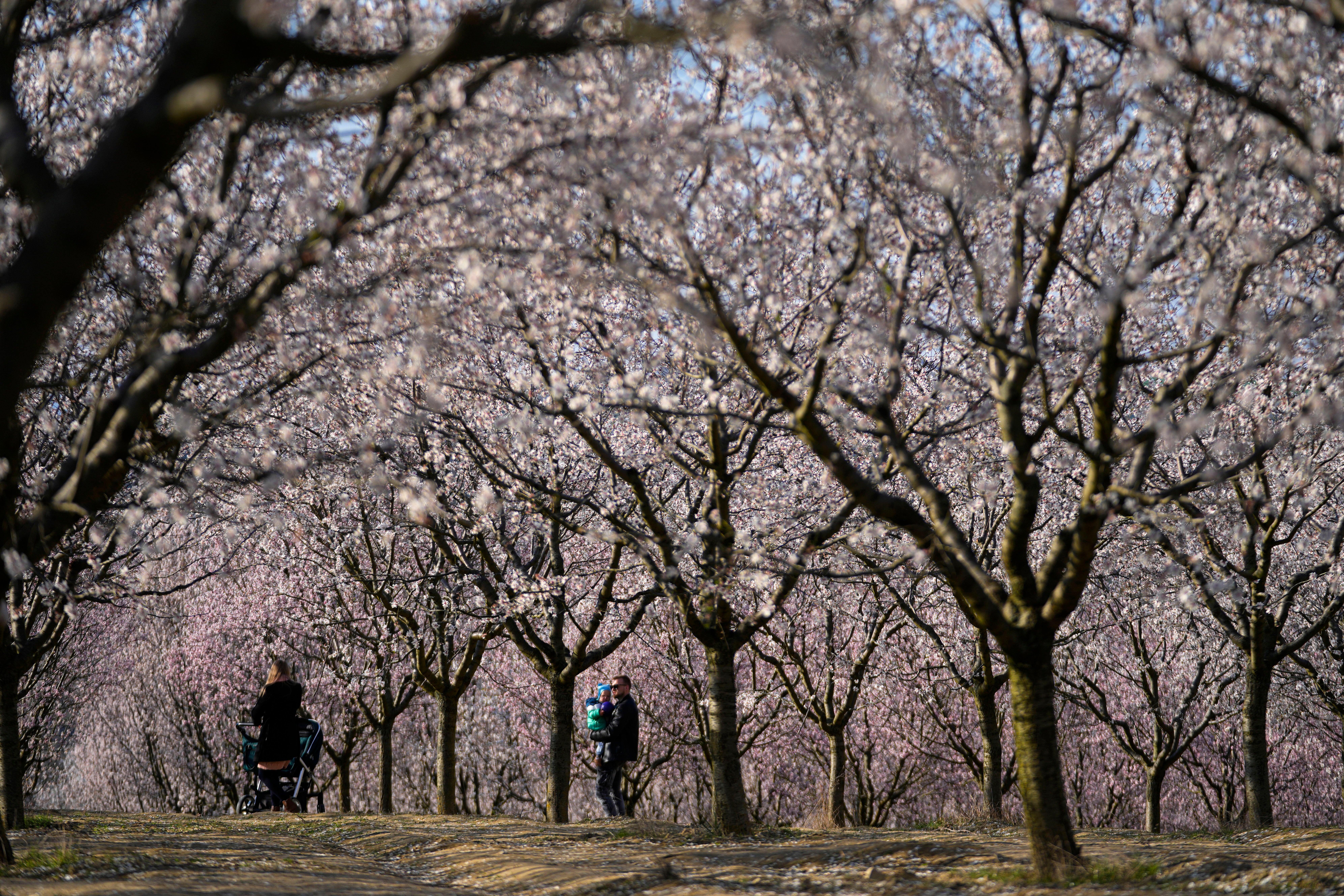 Czech Republic Almond Grove