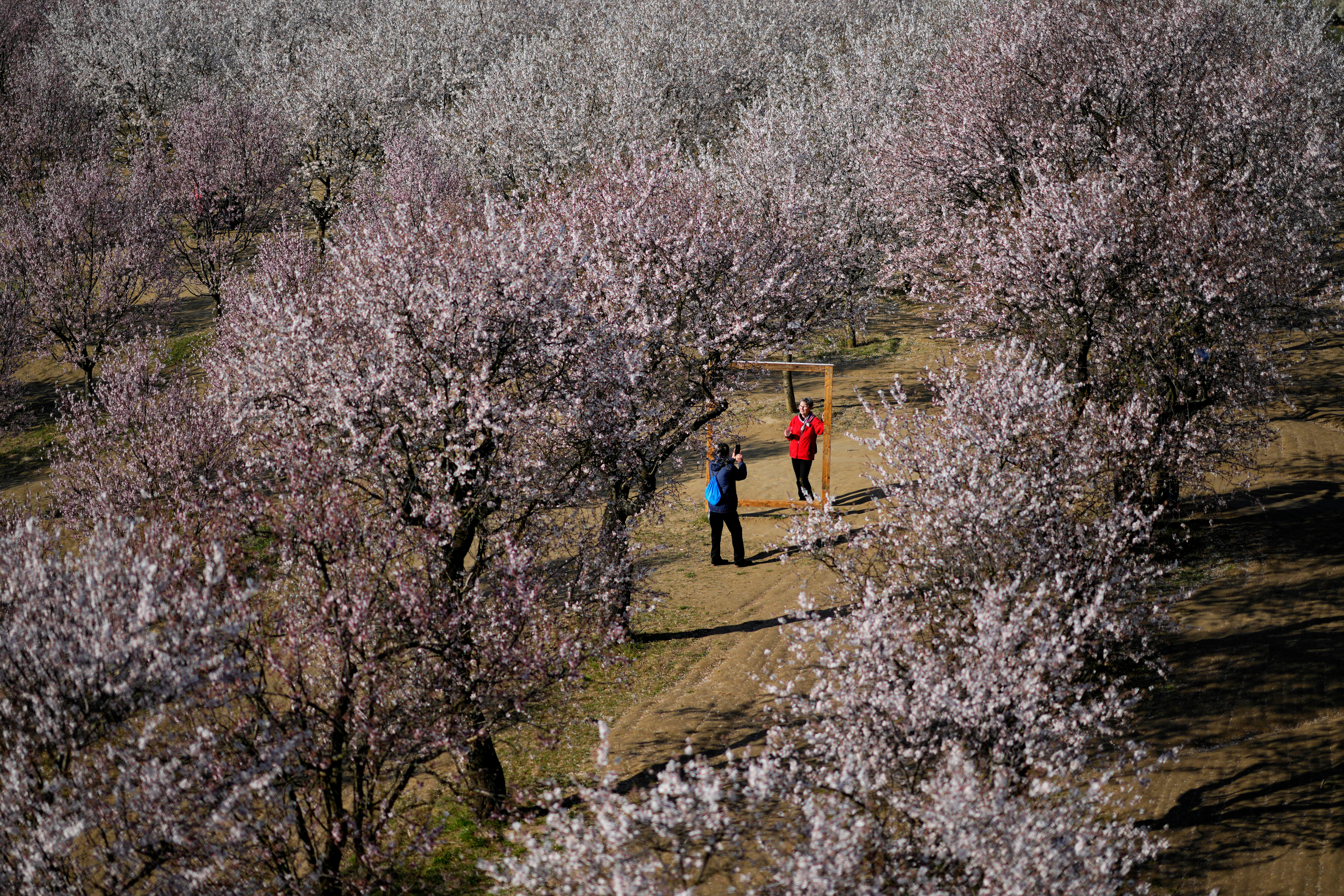 Czech Republic Almond Grove