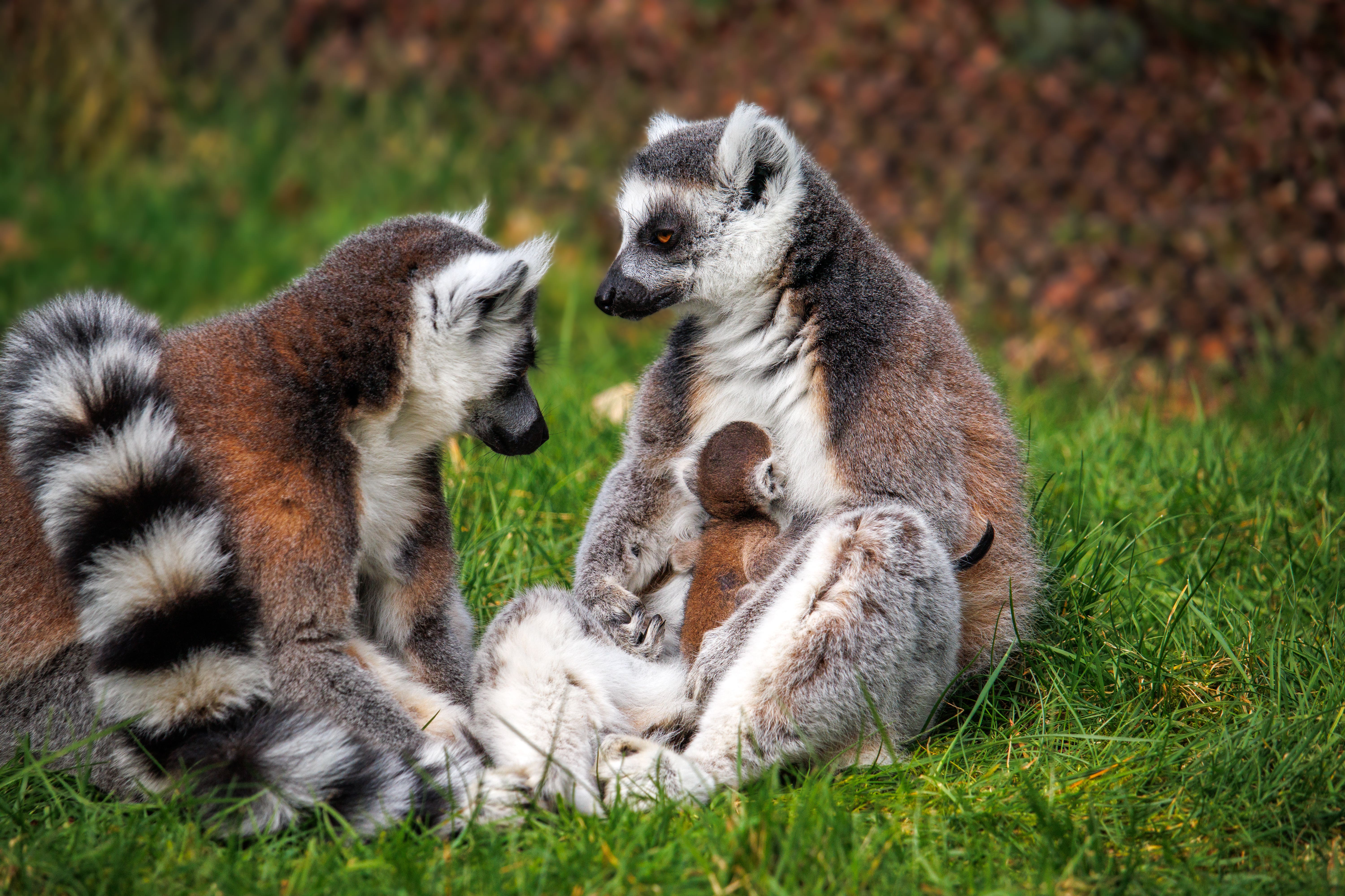 The baby lemur was born to proud parents Koko and Berenty on March 11 (Woburn Safari Park/PA)