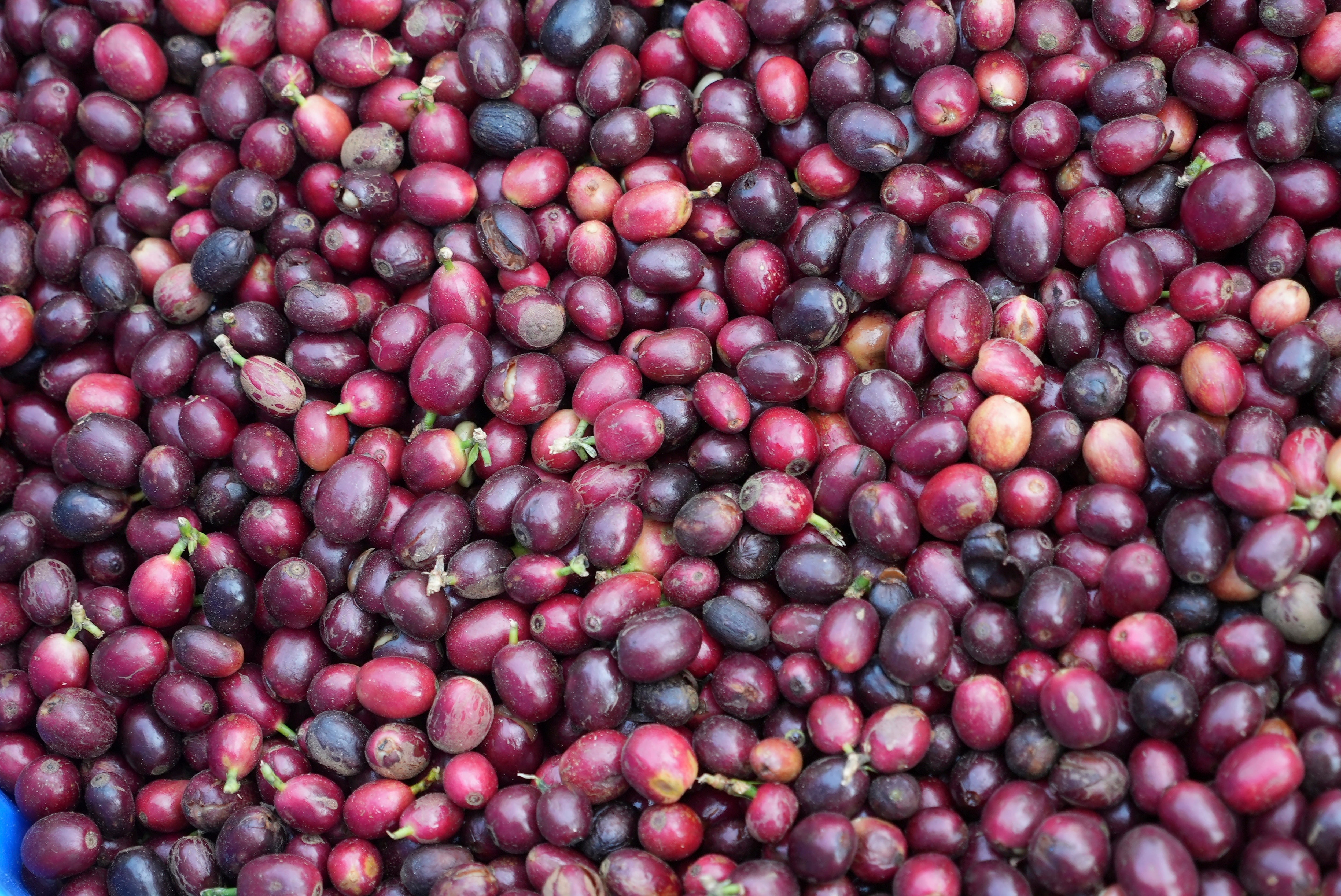 Coffee beans are seen in basket after being picked at a coffee farm in Dak Lak province, Vietnam