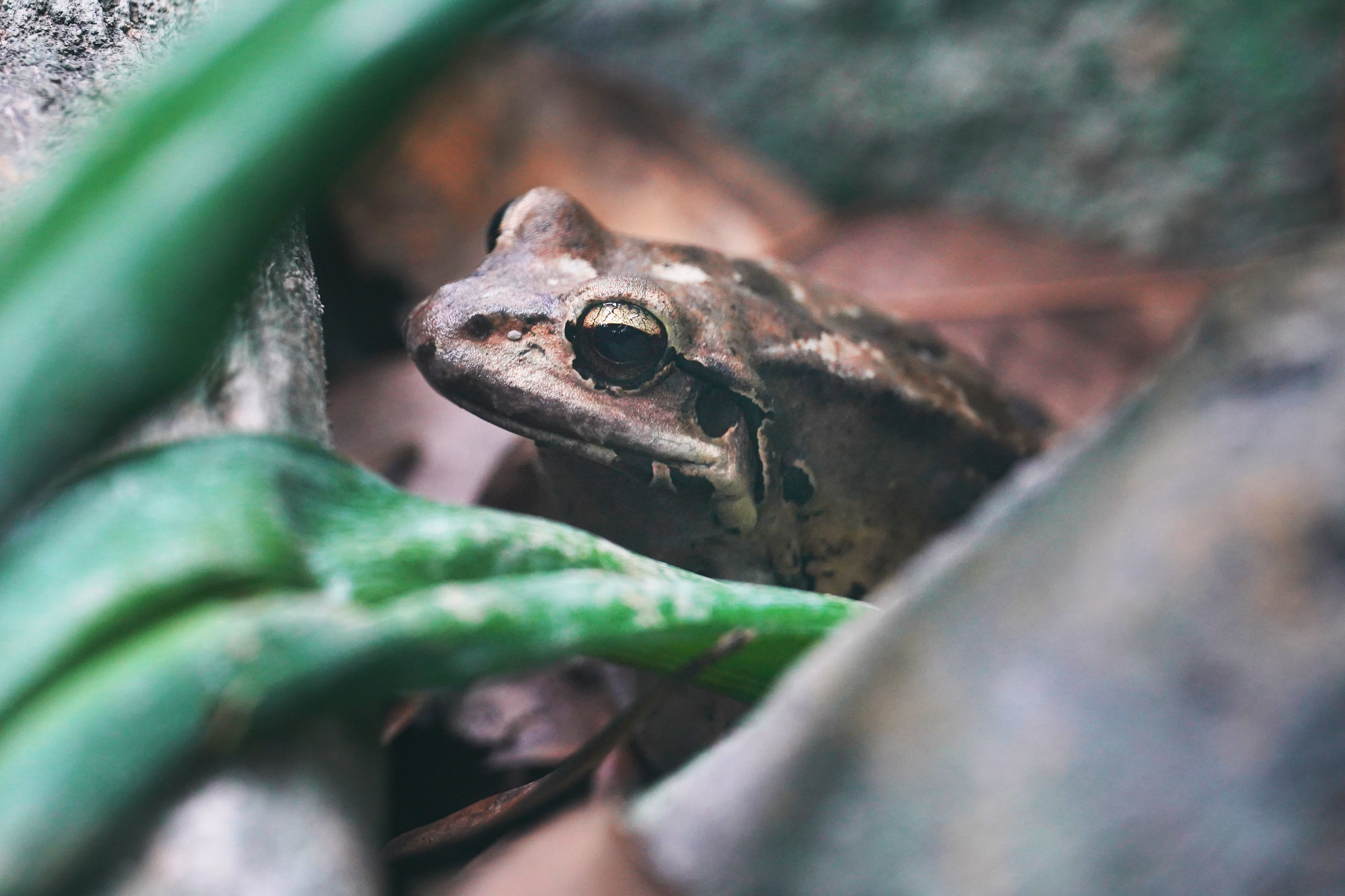 A mountain chicken frog, one of a species which was almost wiped out by a disease called chytridiomycosis, on display at London Zoo’s new ‘the secret life of reptiles and amphibians’ experience (Jonathan Brady/PA)