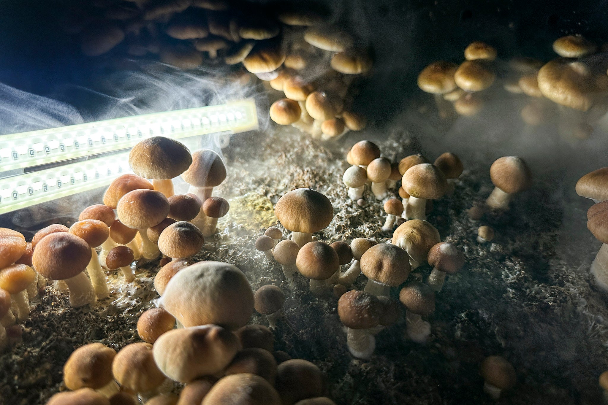 Psilocybin "Golden Teacher" mushrooms grow in a humidified monotub