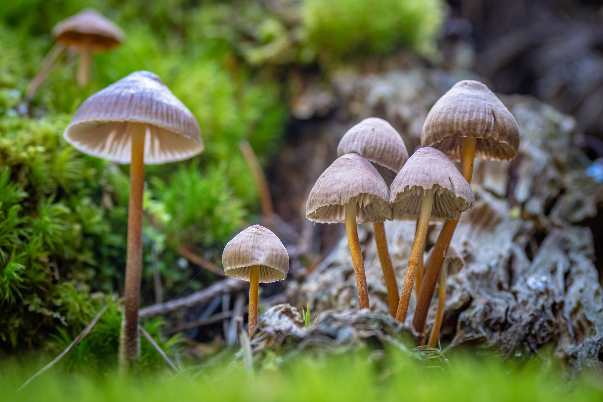 Leading psychiatrists and mental health charities have supported the legalisation of a compound found in magic mushrooms