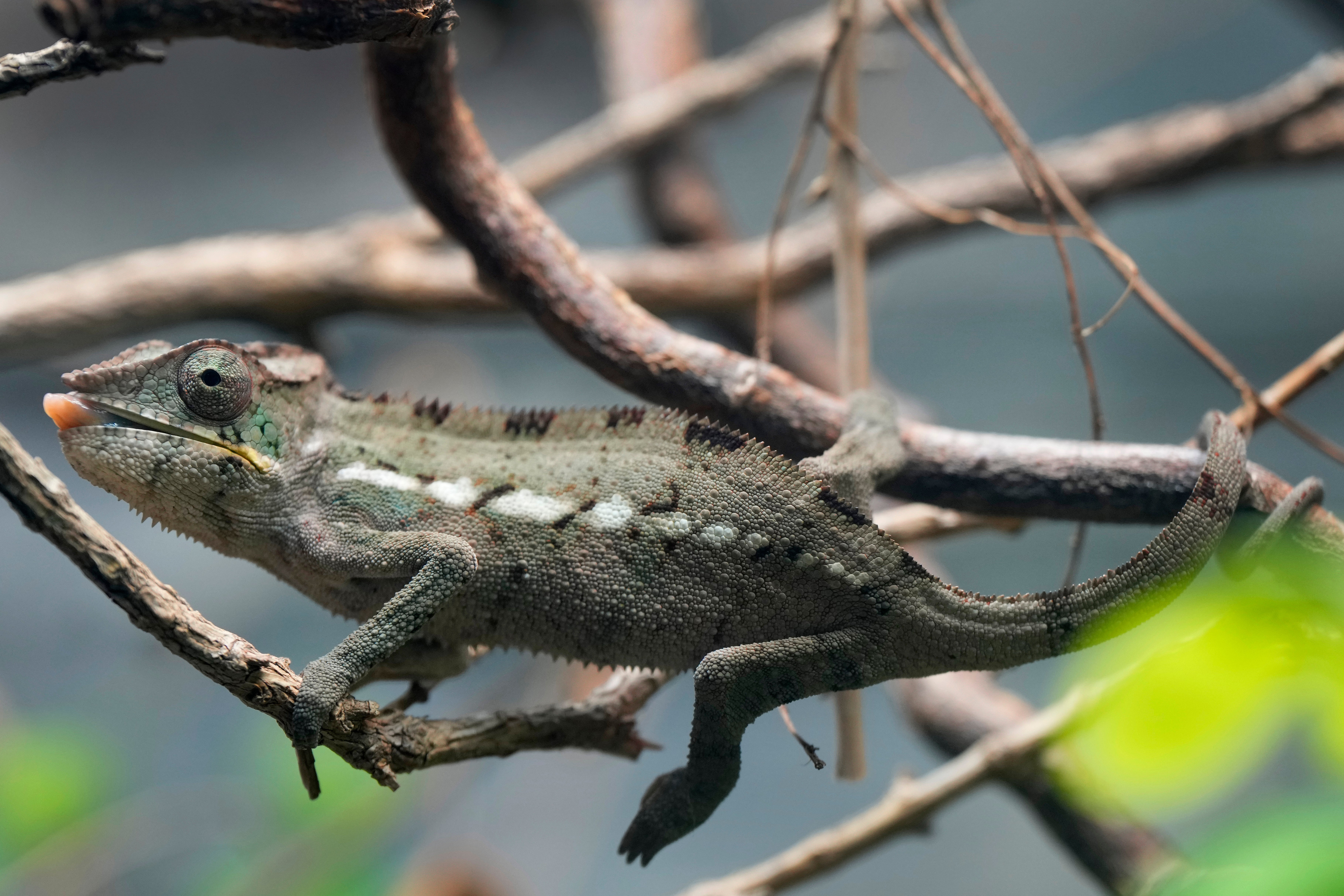 The men possessed various charms, including a live chameleon, an animal tail, and a dozen bottles of concoctions
