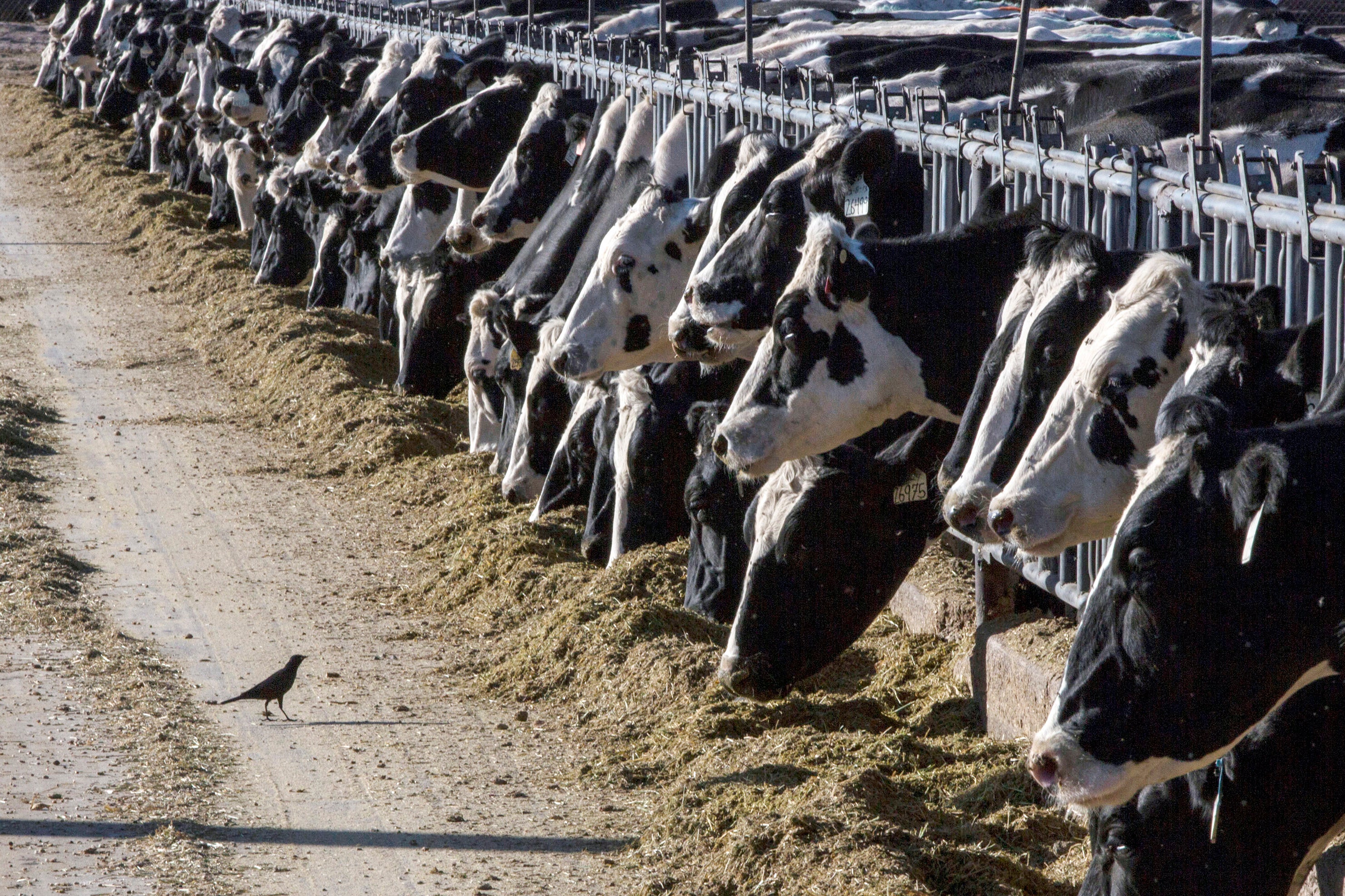 Bird Flu Livestock