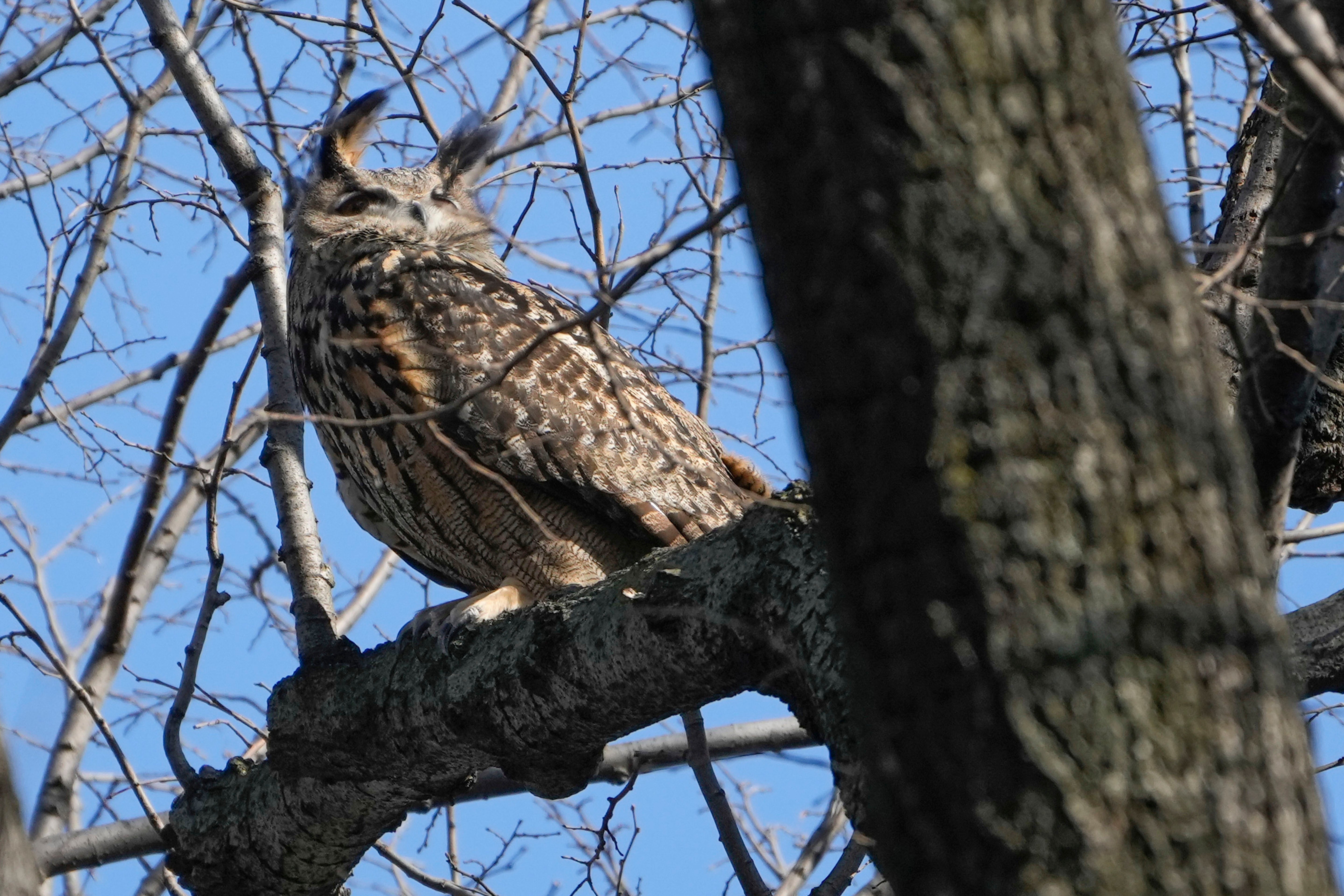 Escaped Owl Central Park