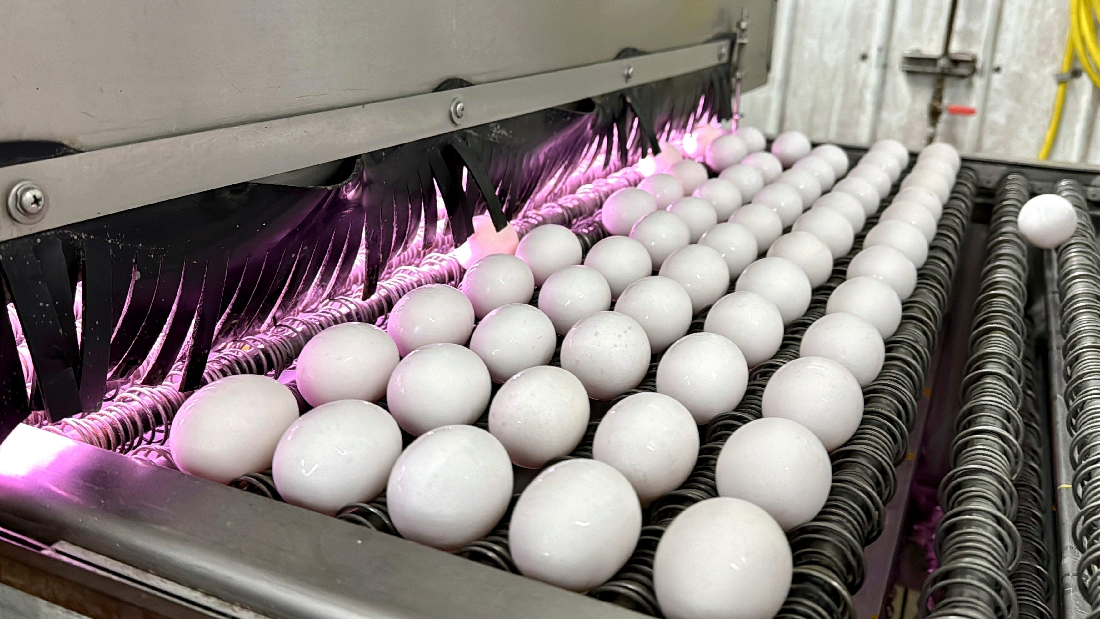 Egg Prices Sticker Shock