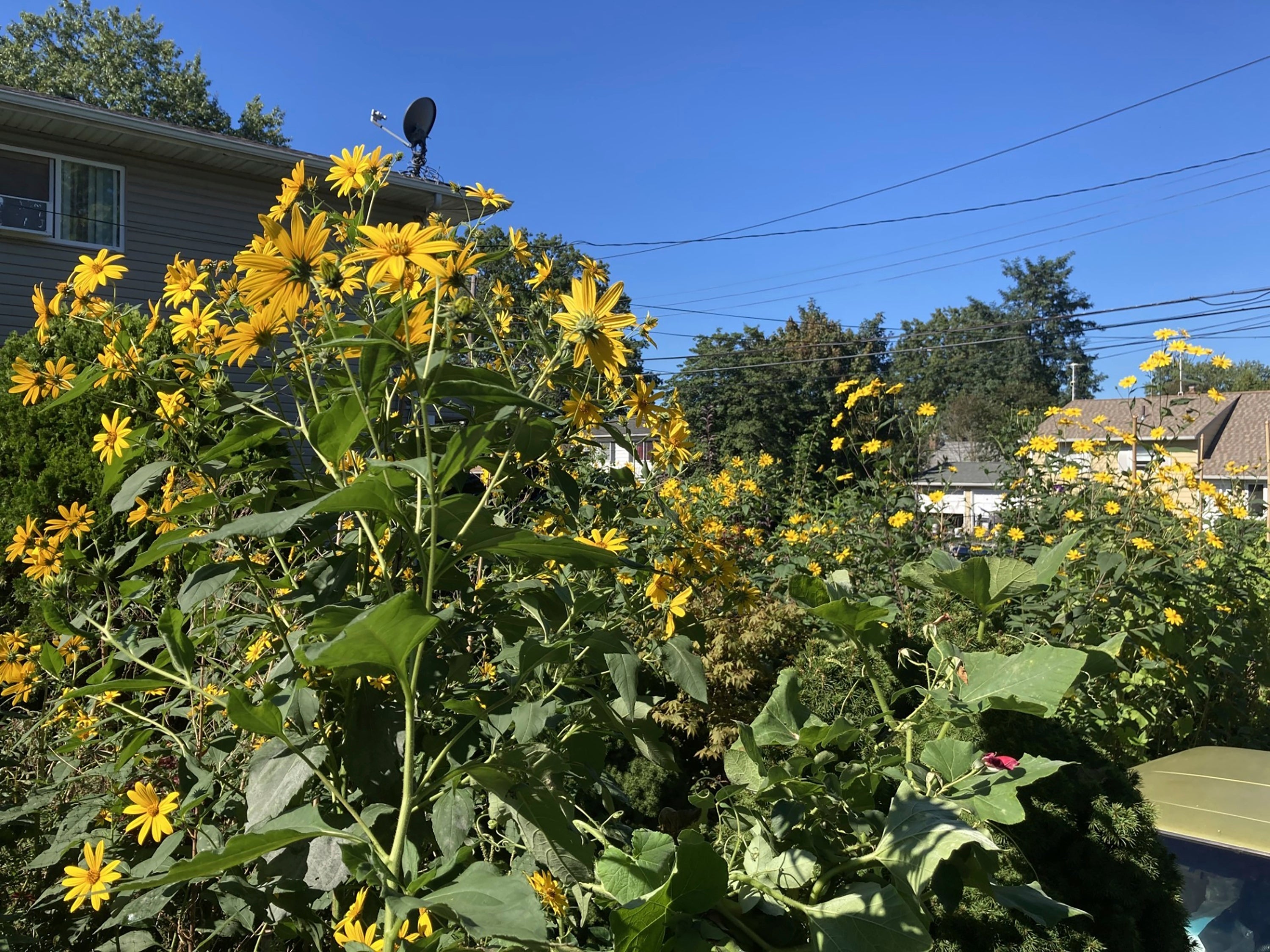 This undated image provided by Joseph Allie shows Jerusalem artichokes growing in a garden in Long Island, New York