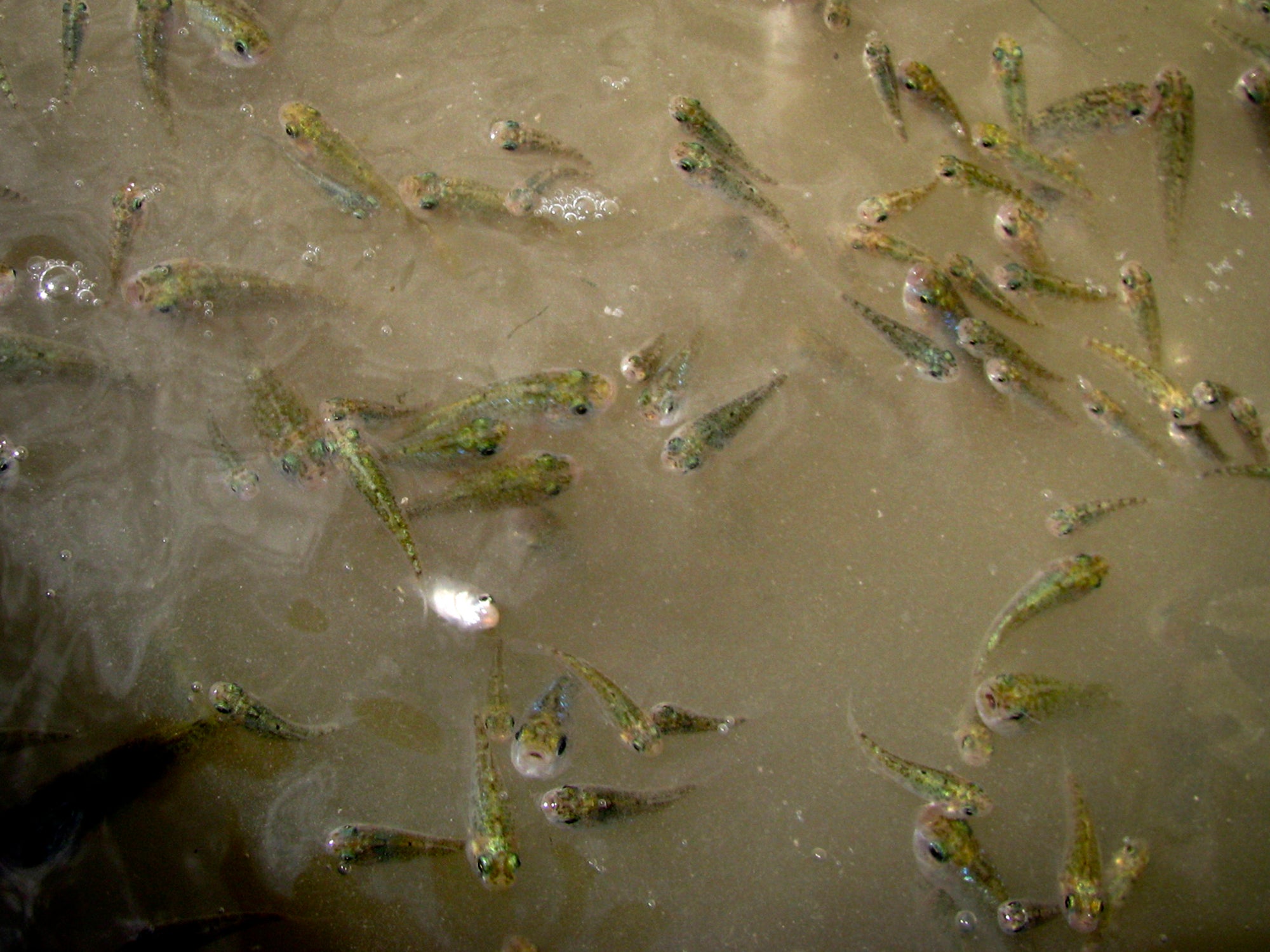 Colorado River Desert Pupfish