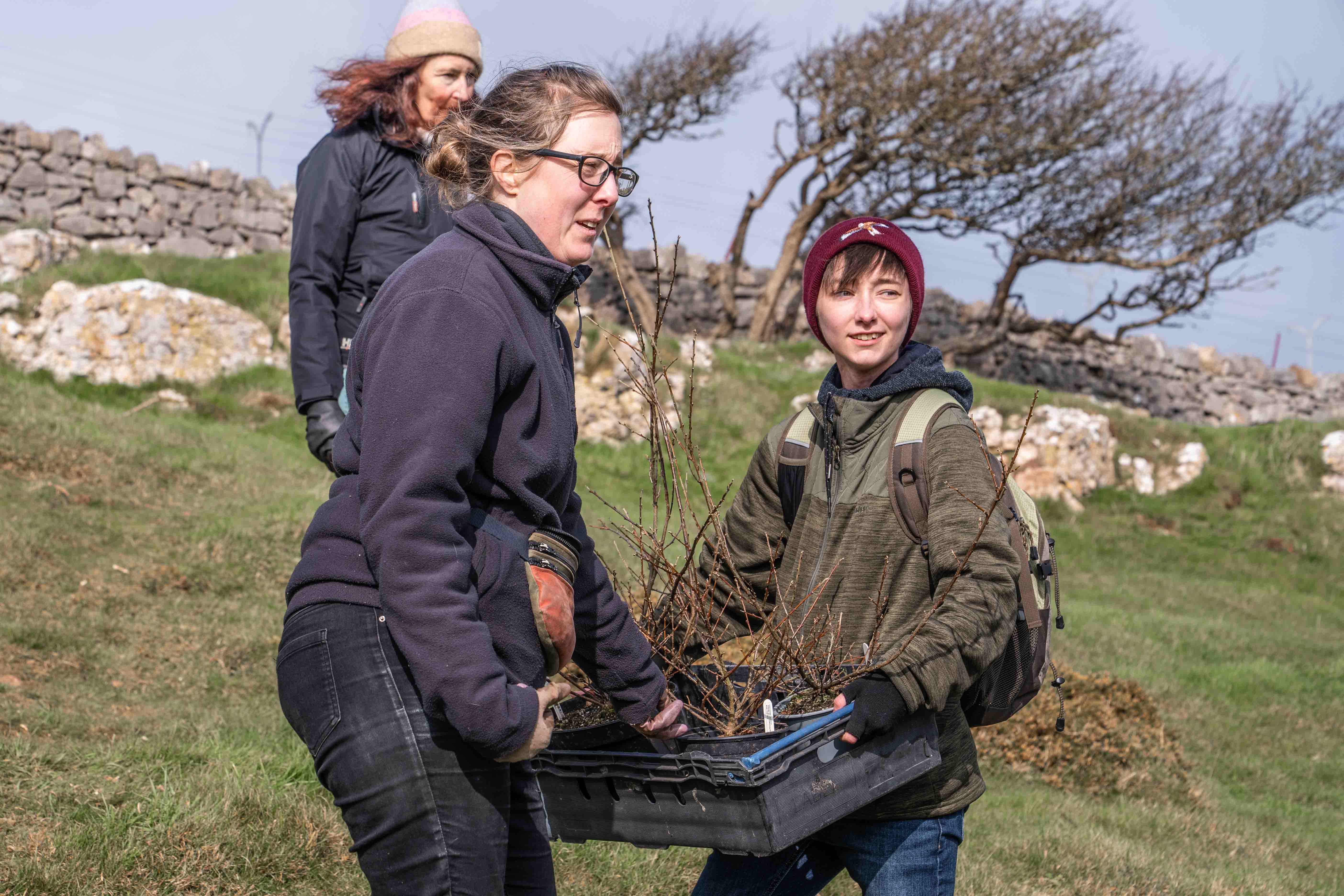 Conservationists reintroduce a rare plant to a secret Welsh location to help save it from extinction. Cotoneaster cambricus is a critically endangered species that is found nowhere else on the planet other than exposed, isolated cliff faces in North Wales.