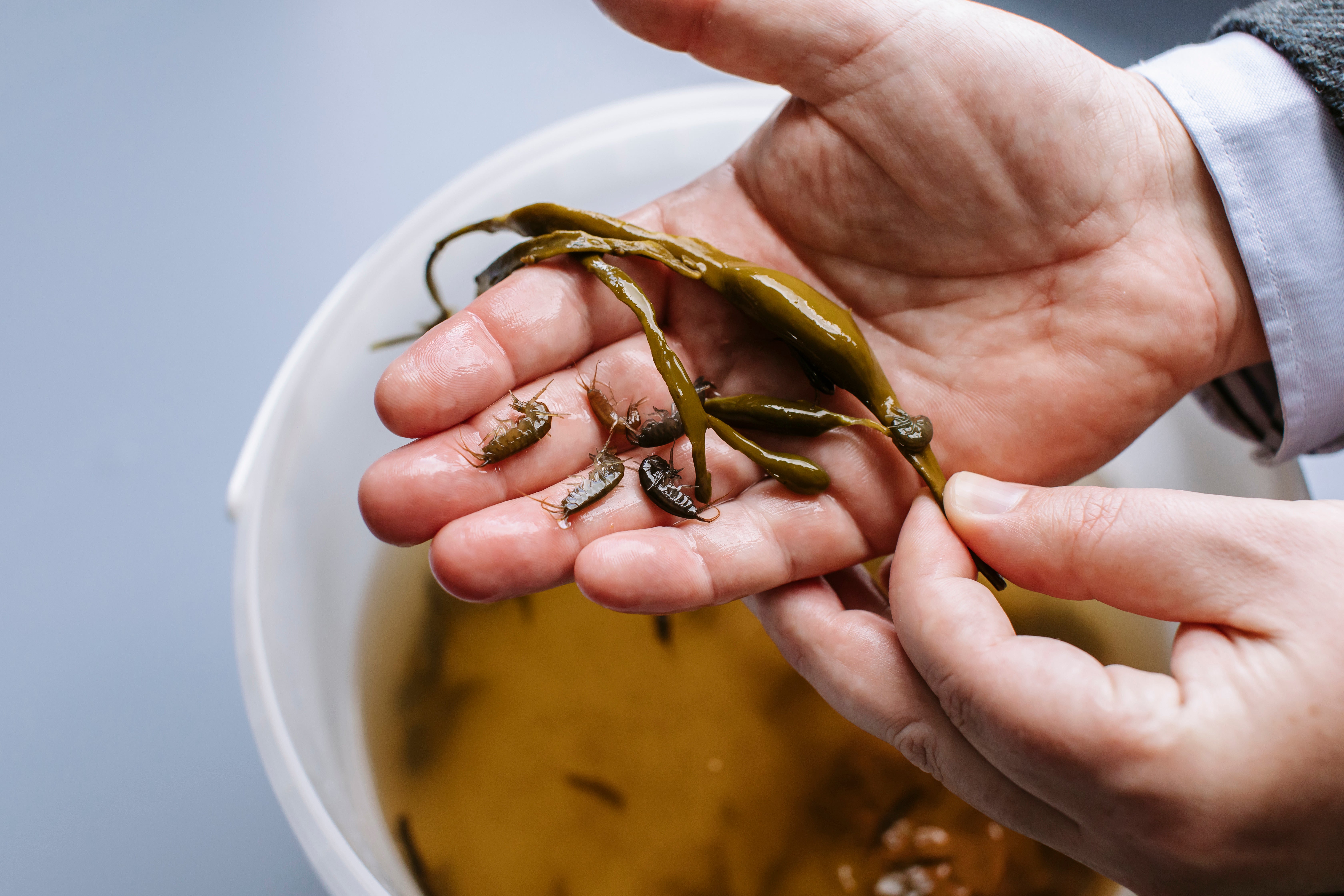 Shrimp being experimented on