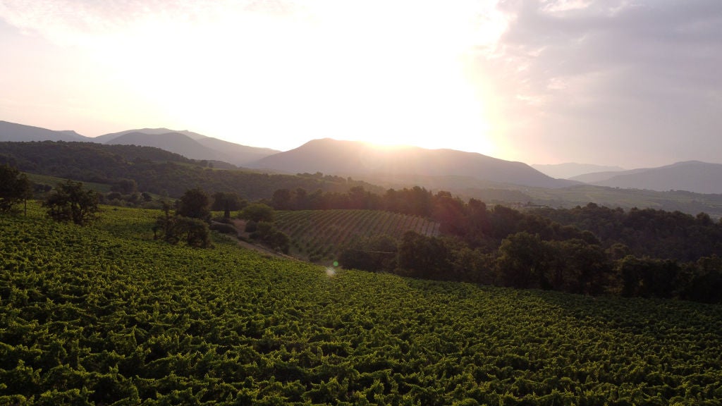 Vineyards in southeastern France. Winemakers may be forced to relocate to higher altitudes if the global average temperature passes 2 degrees Celsius