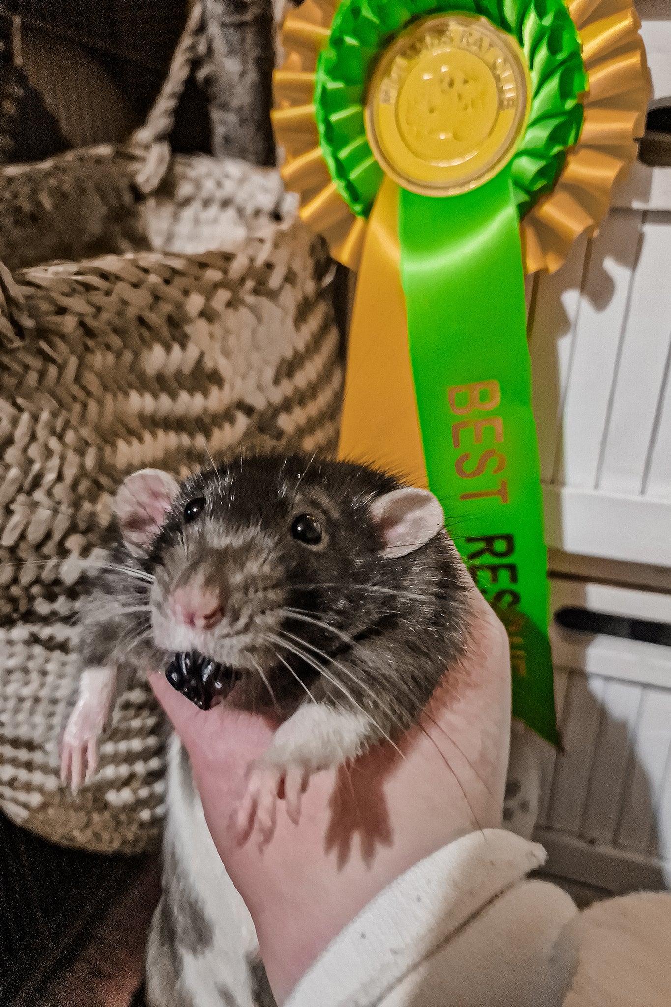 Rat race: one of the award-winning rodents at the NFRS show