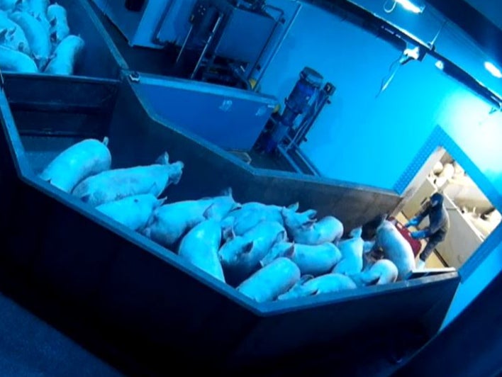 A worker herds the pigs into a walkway leading to the CO2 chamber