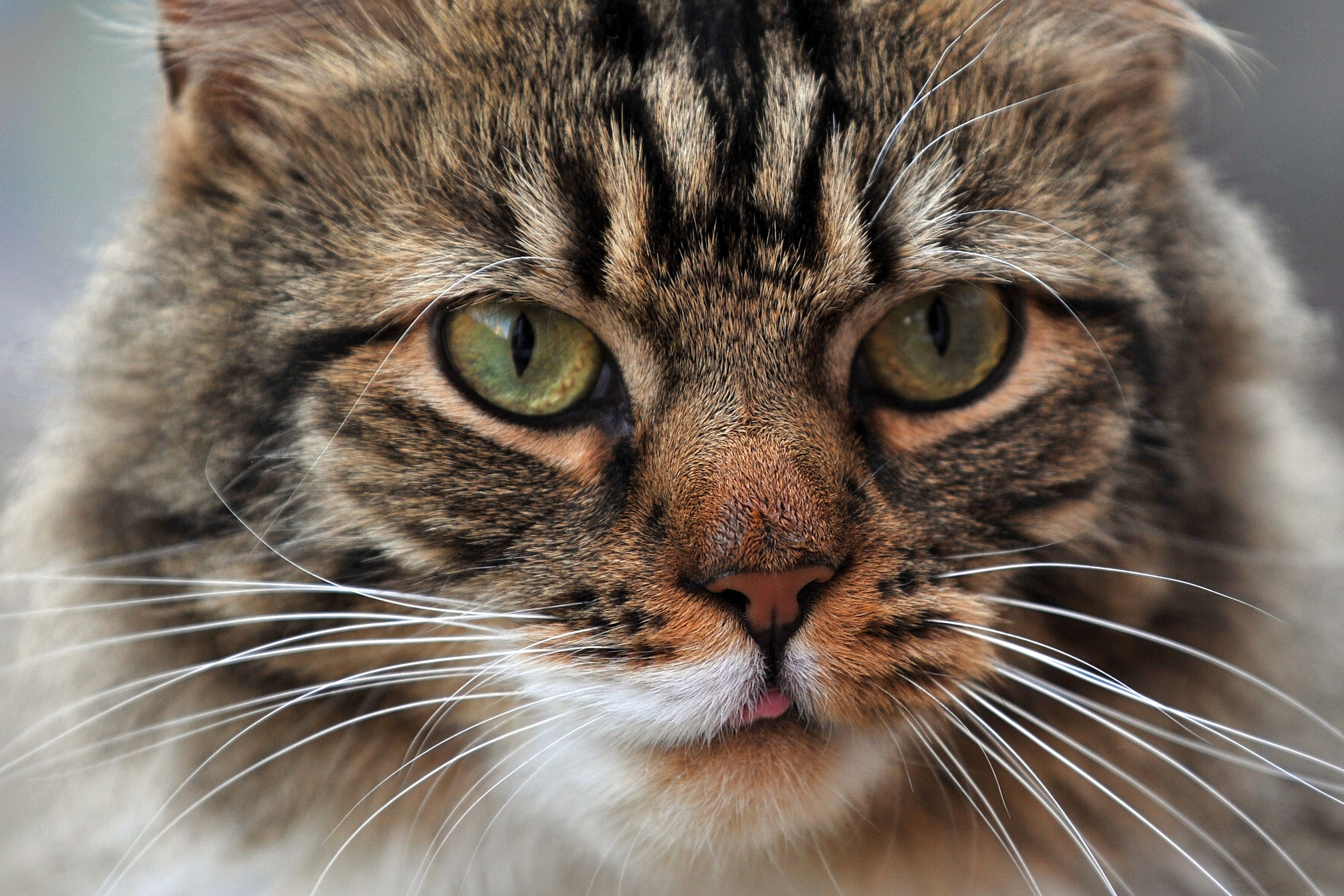 Microchipping for pet cats became compulsory from June as part of a drive to crack down on pet theft (PA)