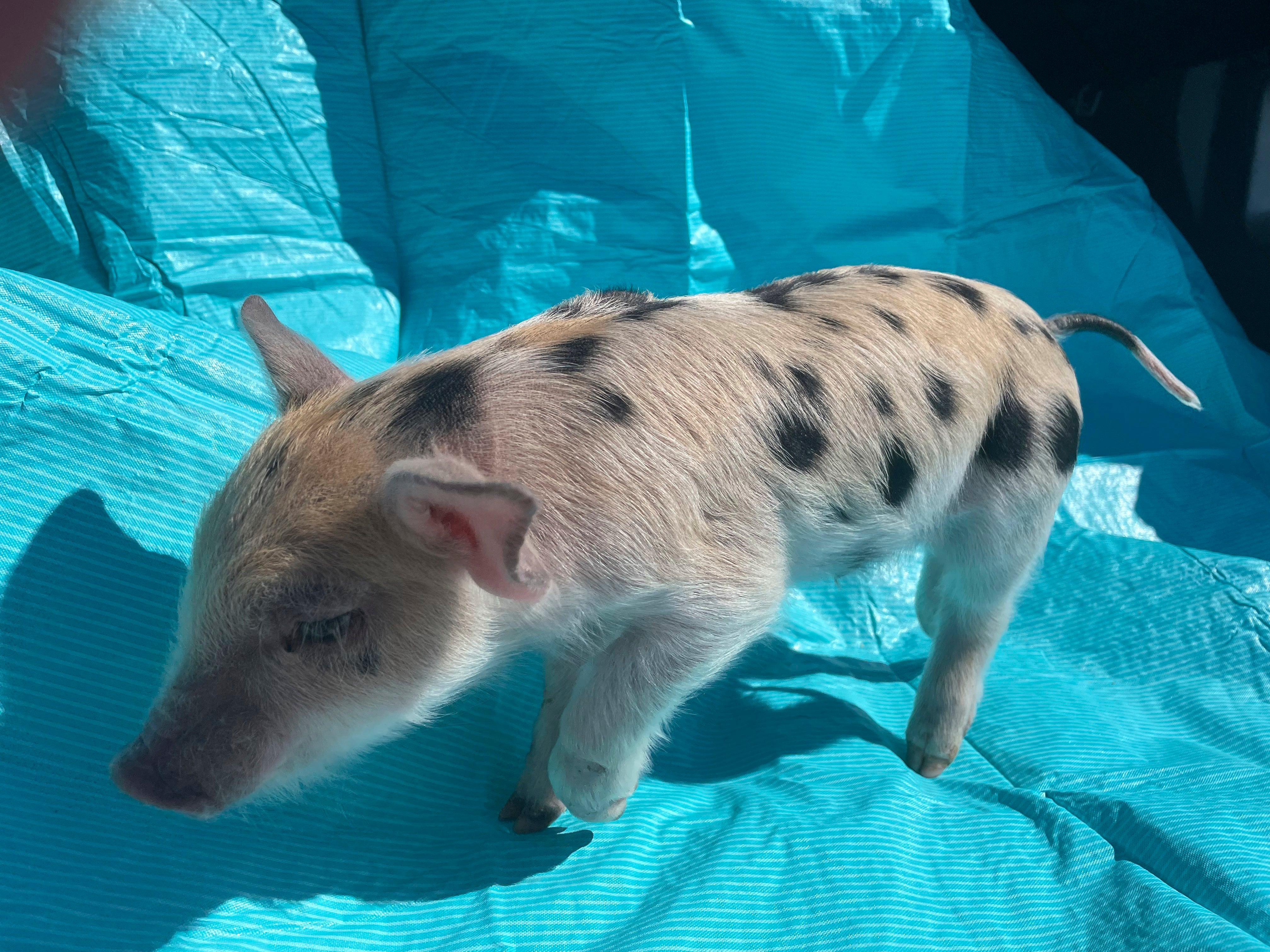 Baseball Mascot-Plump Pig