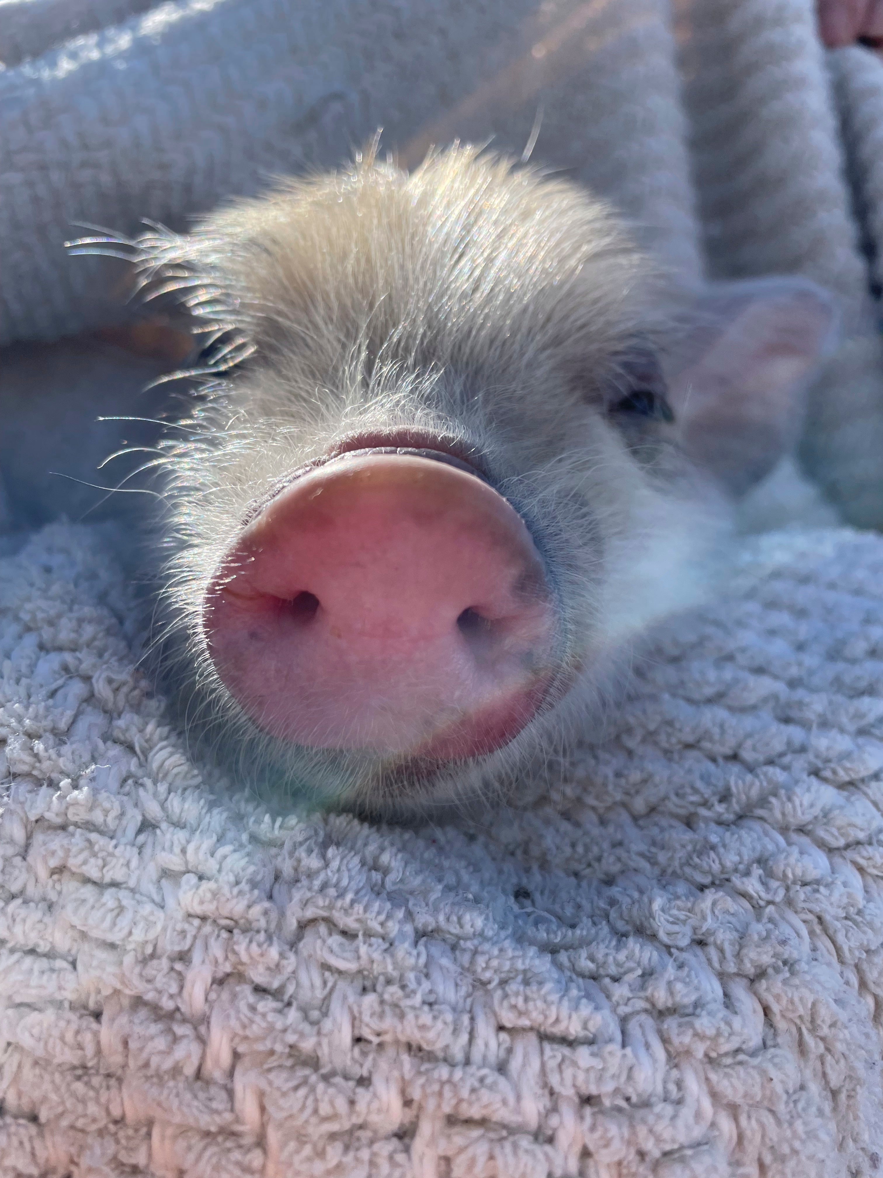 Baseball Mascot-Plump Pig