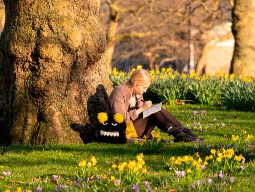 A woman does a Sudoku puzzle in St James’ Park among the daffodils as the sun shines in central London