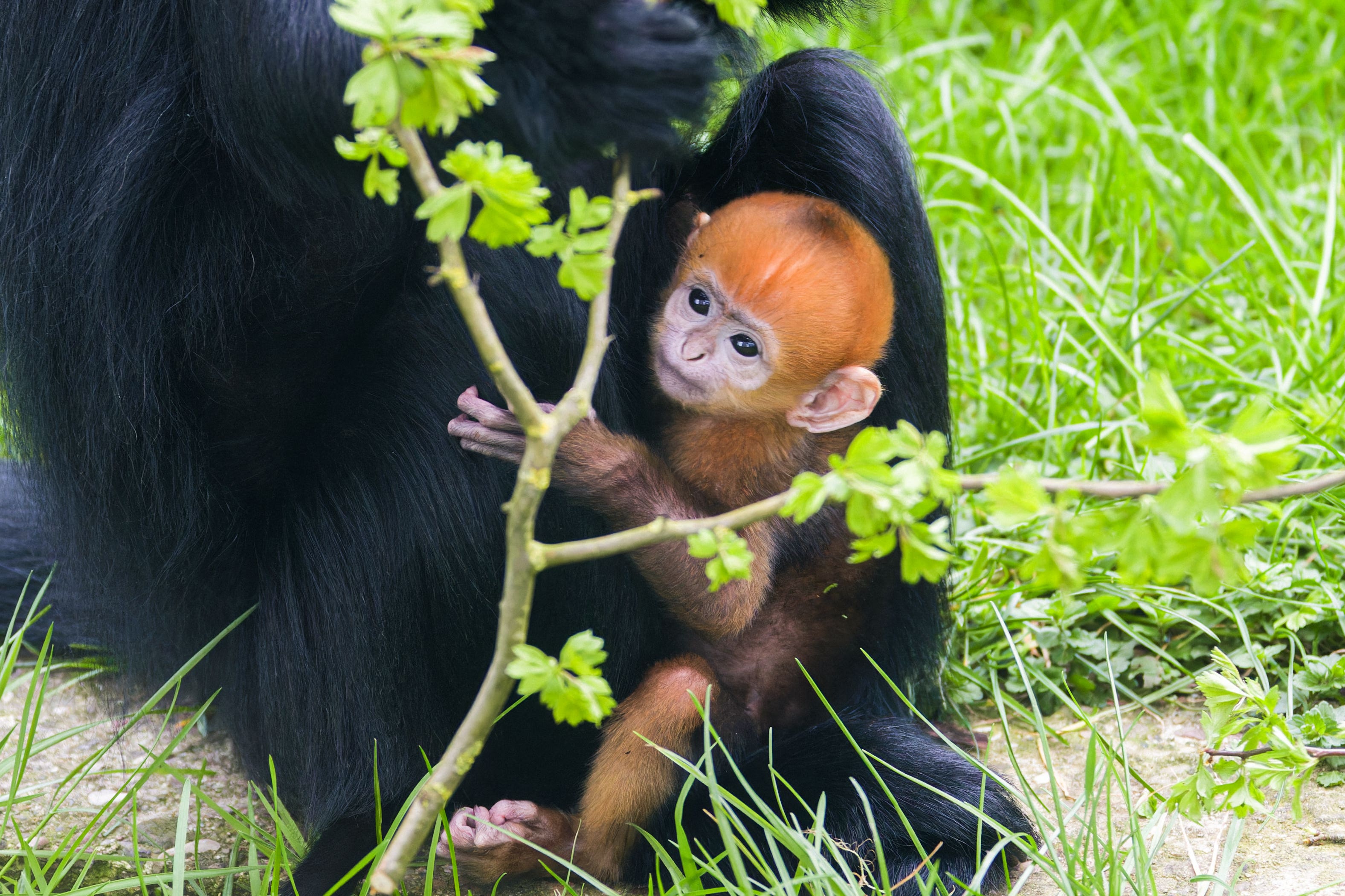 A newborn Francois langur, an endangered primate species, was welcomed by keepers at Twycross Zoo (Twycross Zoo/PA)