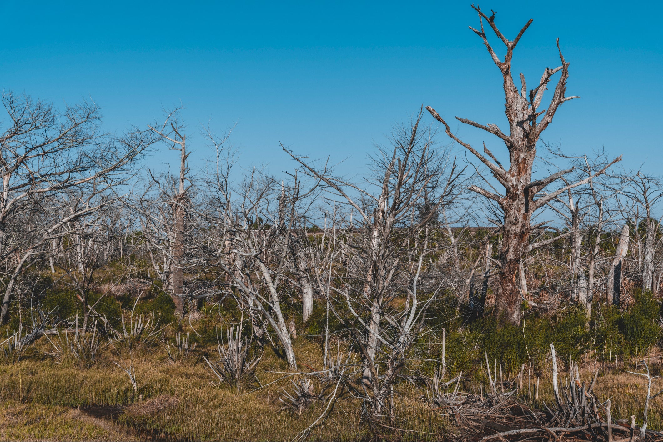 Natural disaster declared in Atlanta area as severe drought causes crop failures