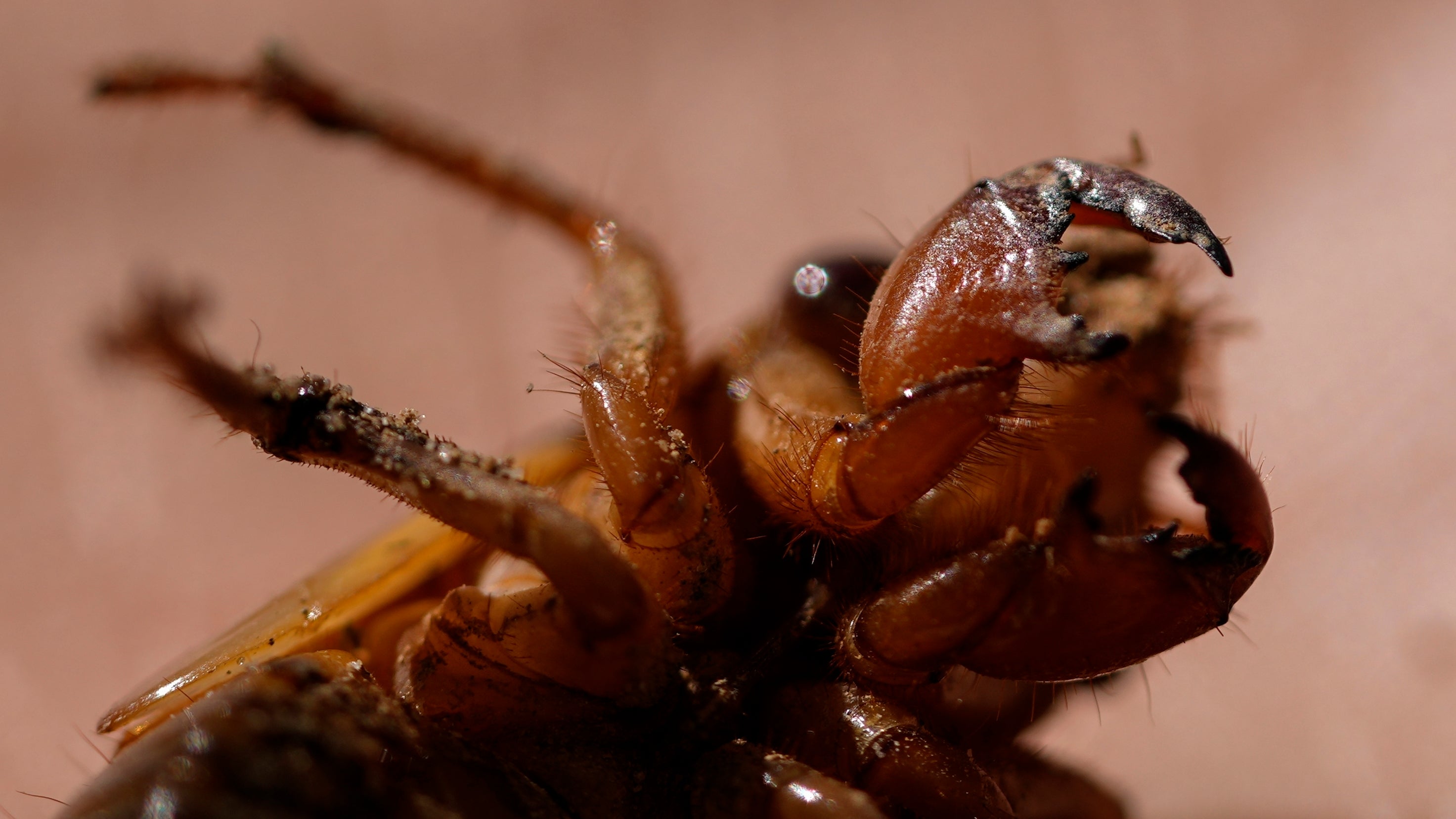 Cicadas Weirdness