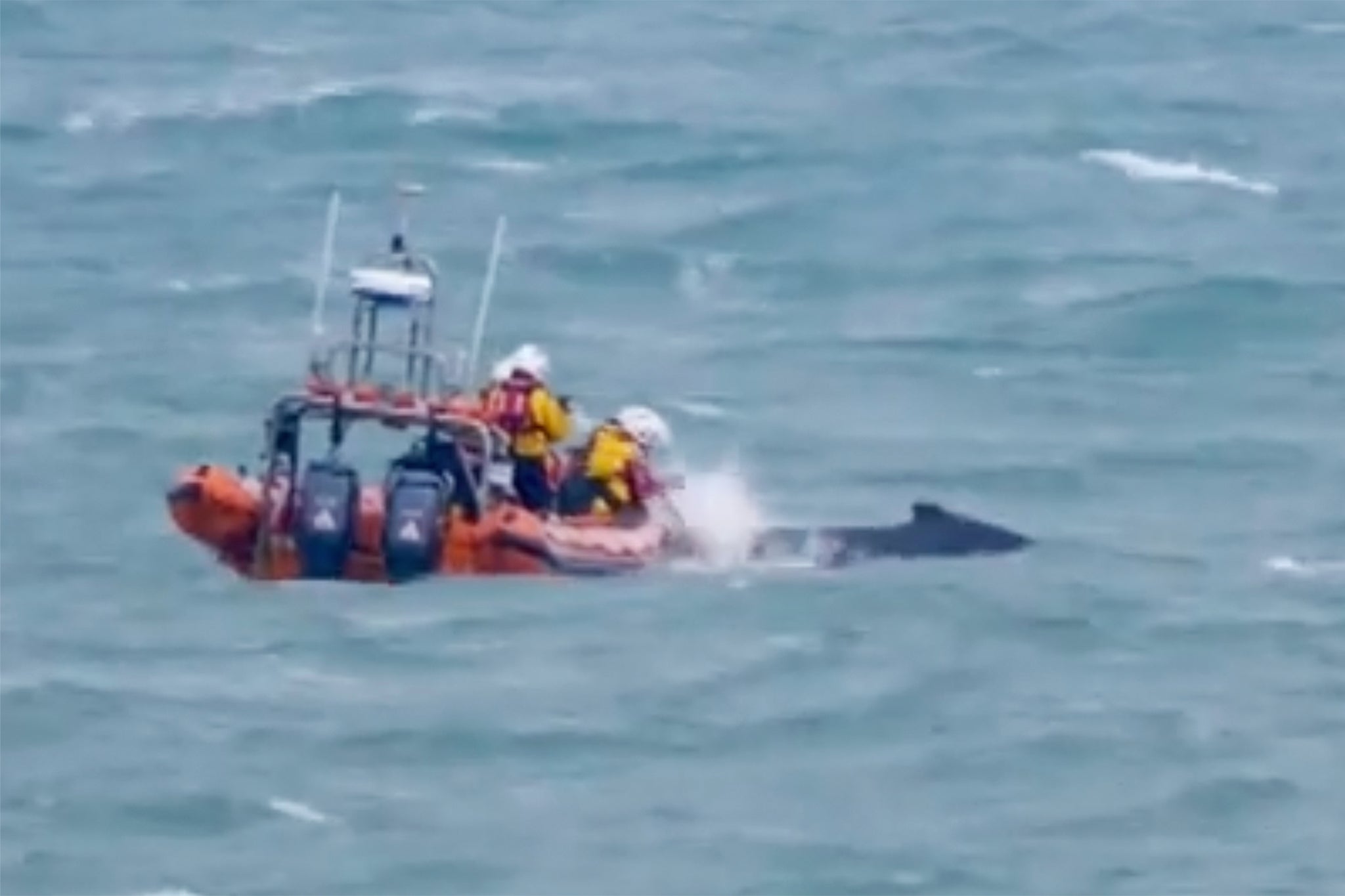 The humpback whale had been spotted several times off the coast in recent weeks before becoming tangled in fishing rope