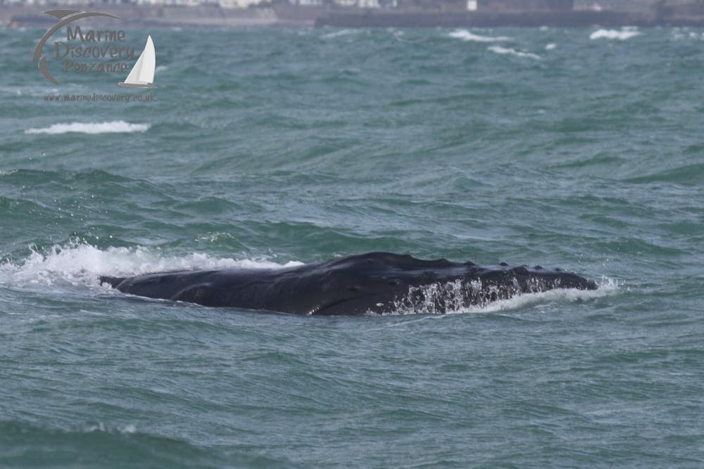 The whale was cut free (Hannah Wilson, Marine Discovery Penzance/PA)