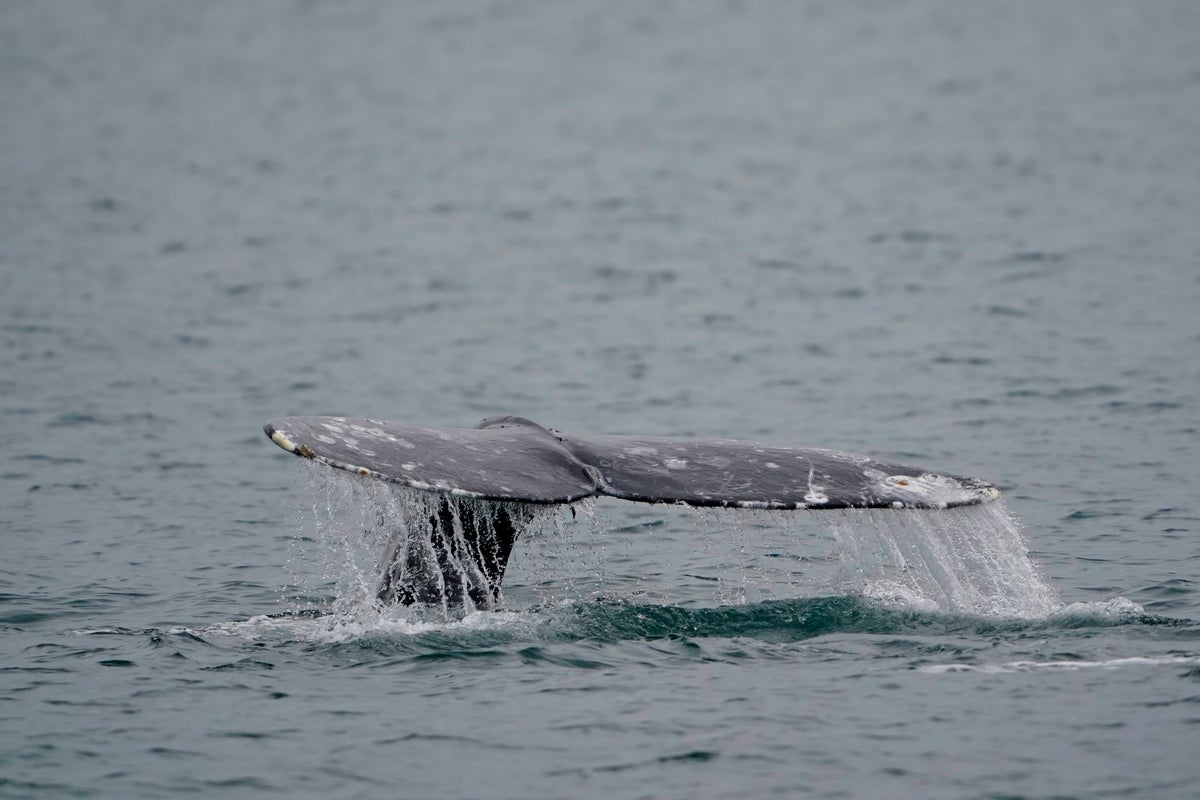 Gray whales are dying at an alarming rate when entering a California bay