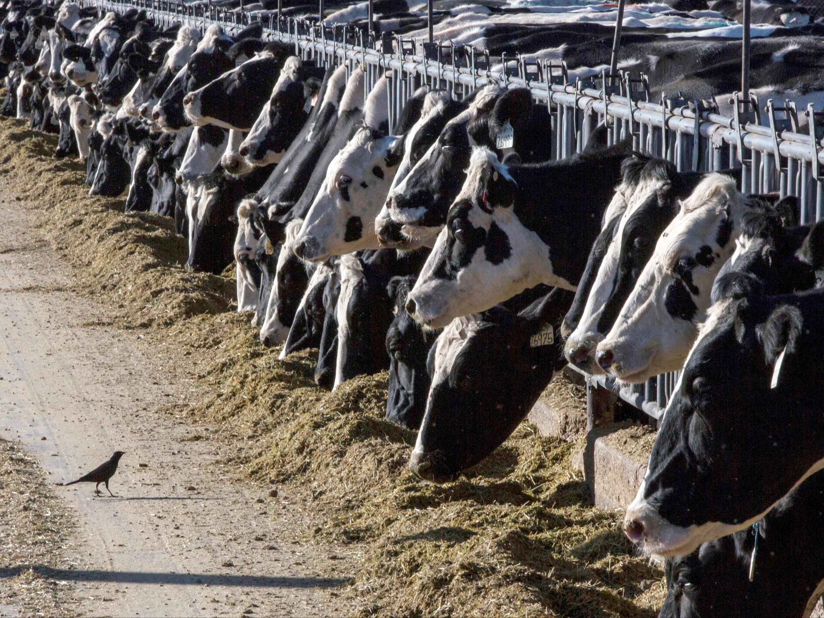 Dairy cattle feed near Vado, New Mexico, in March 2017