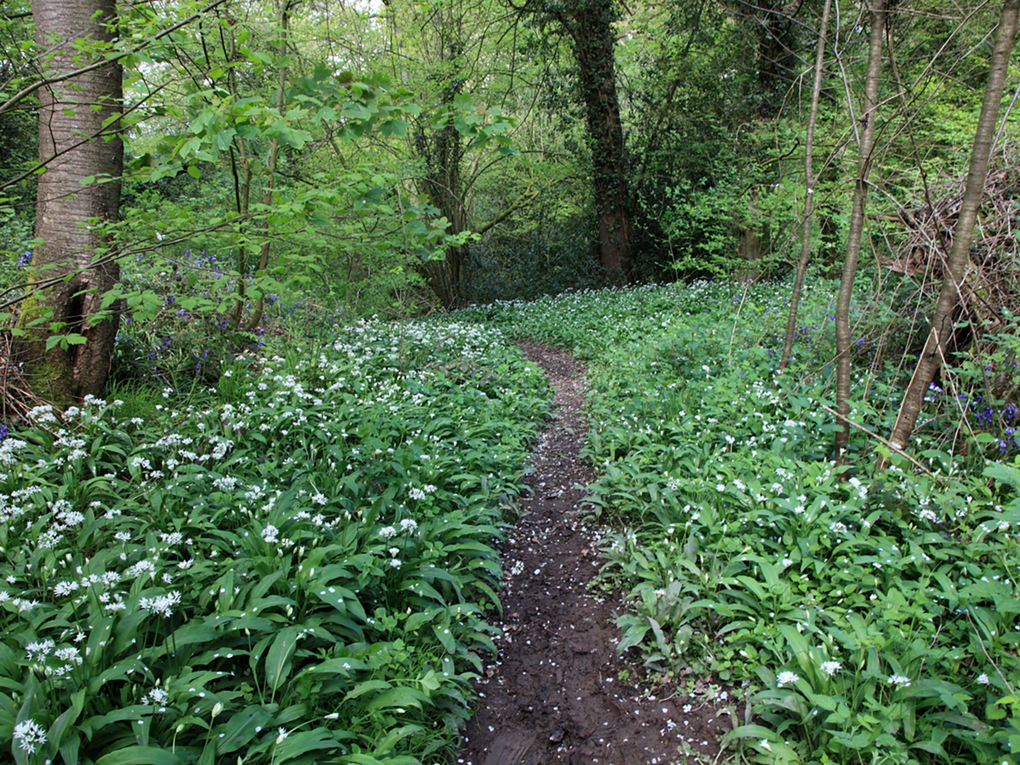 Location is everything when it comes to finding the best quality foraged produce