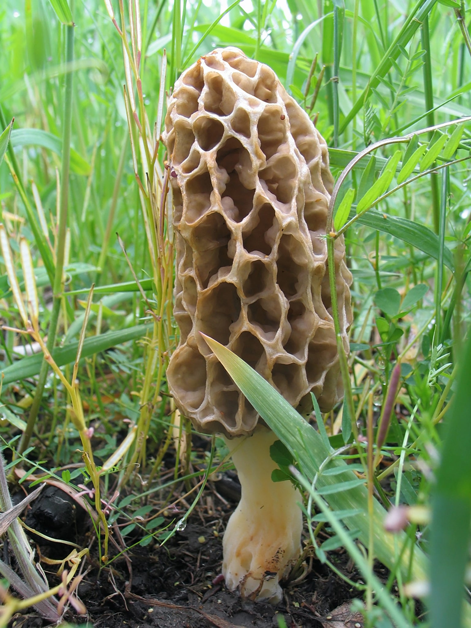 This is a period when wild mushrooms like morels are plentiful