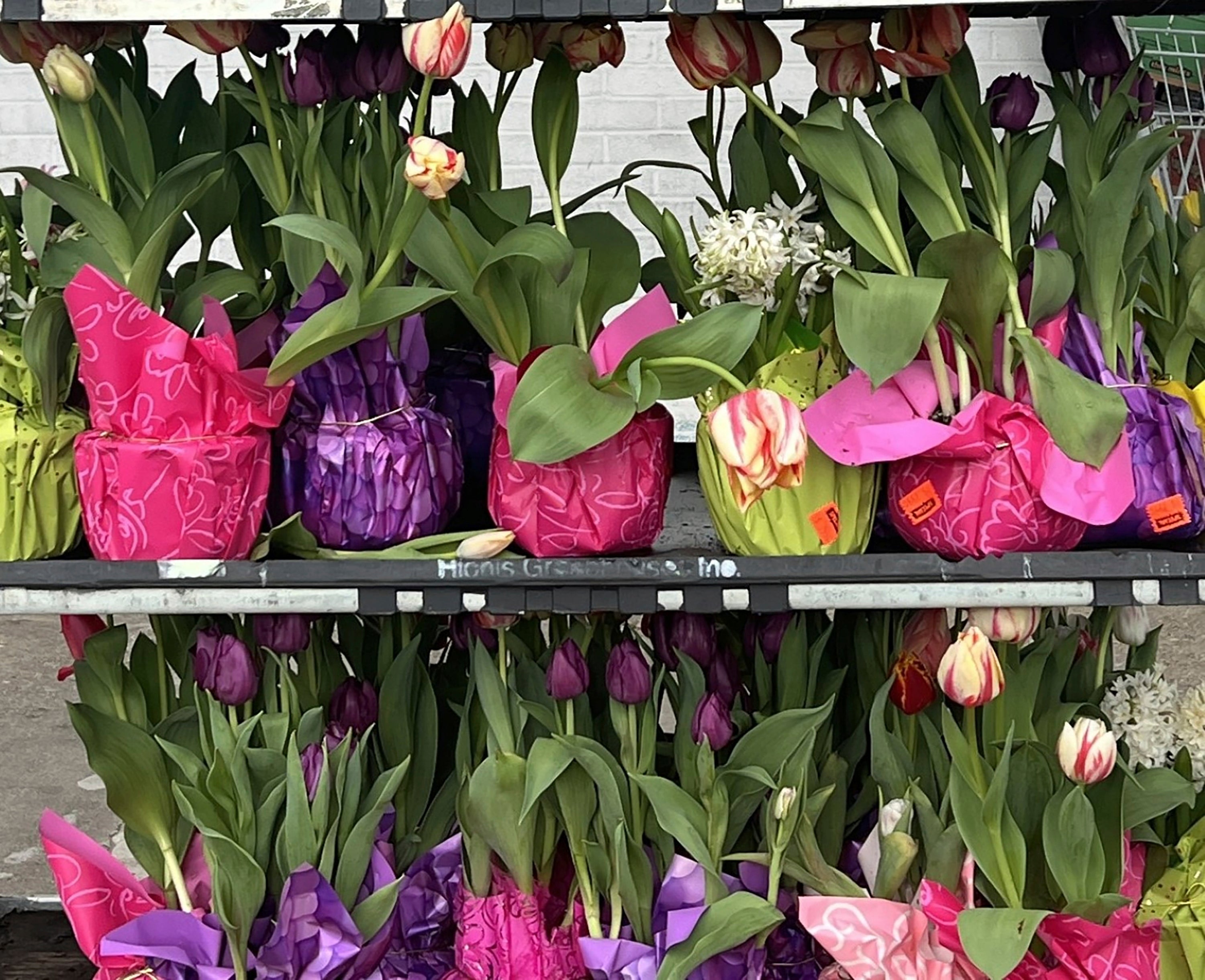 Gardening-Spring Gift Plants