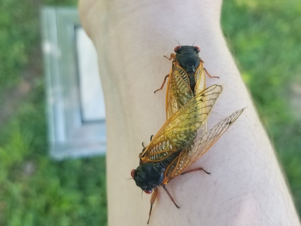 Cicadas land on the arm of Dr Katie Dana in Bloomington, Indiana in 2021