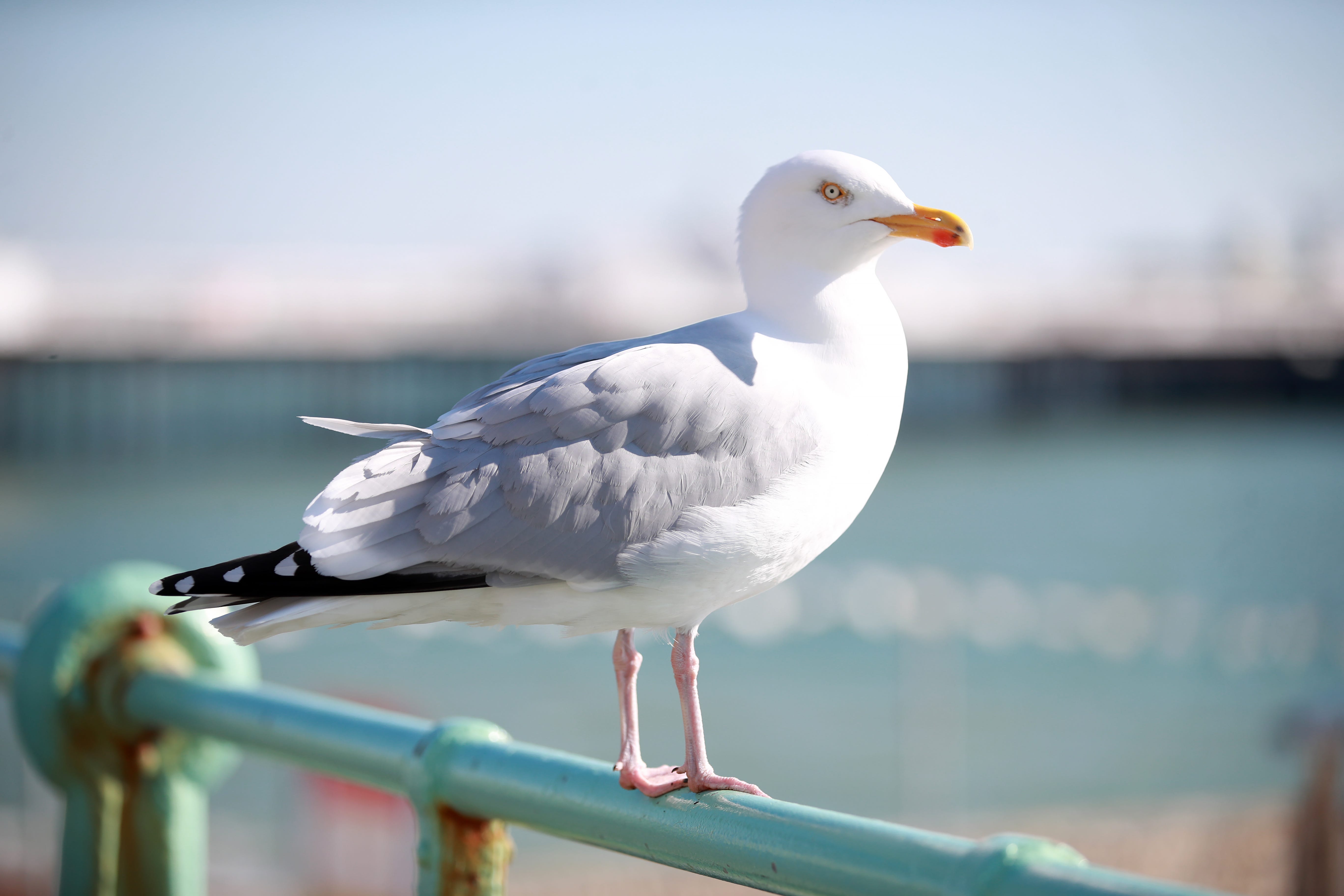 A herring gull caused disruption to trains (Adam Davy/PA)