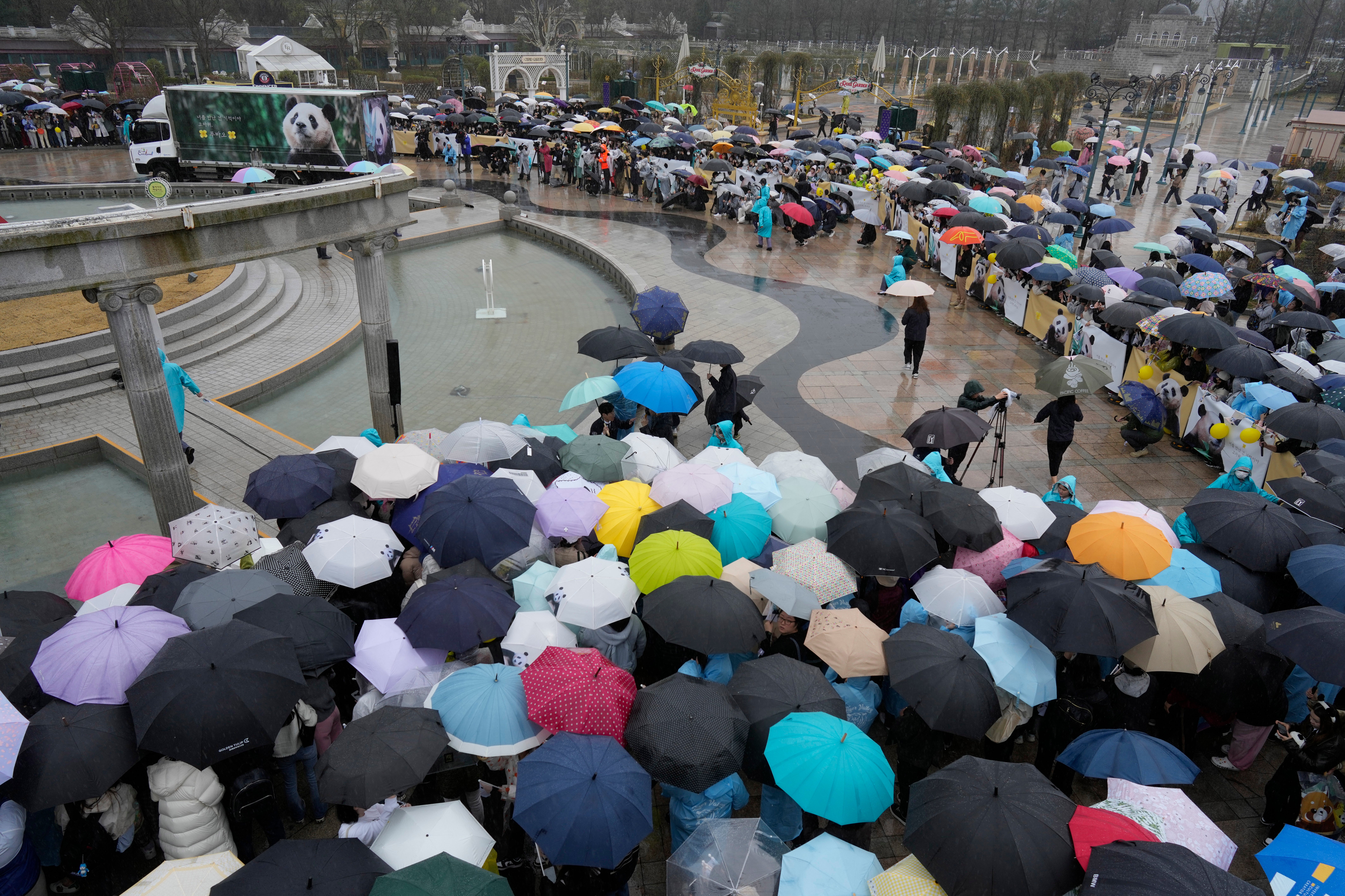 South Korea Panda Leaves