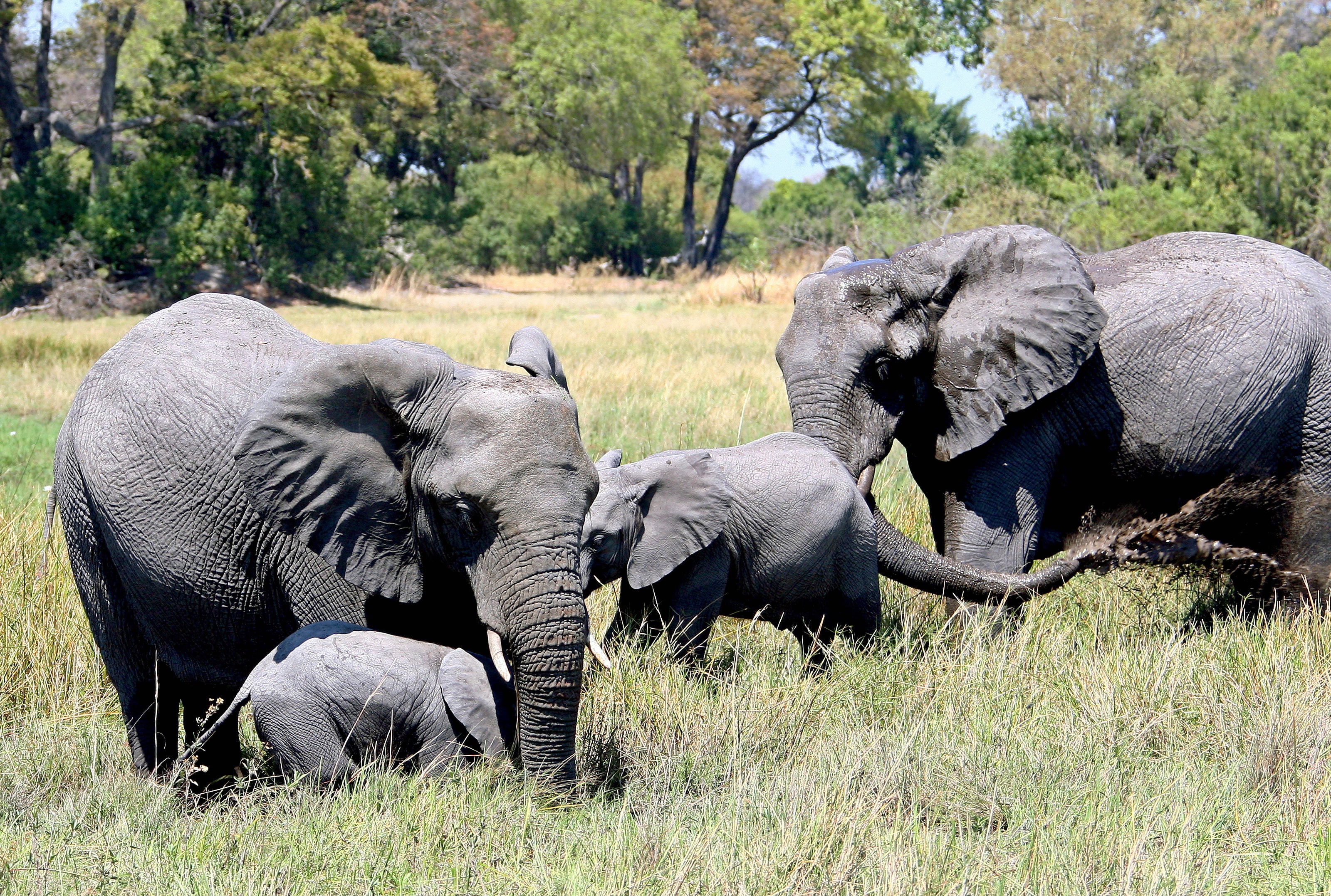 Juliana Gle Tourneau, an American tourist, died after an elephant attacked her vehicle during a wildlife excursion in Zambia. (File photo)