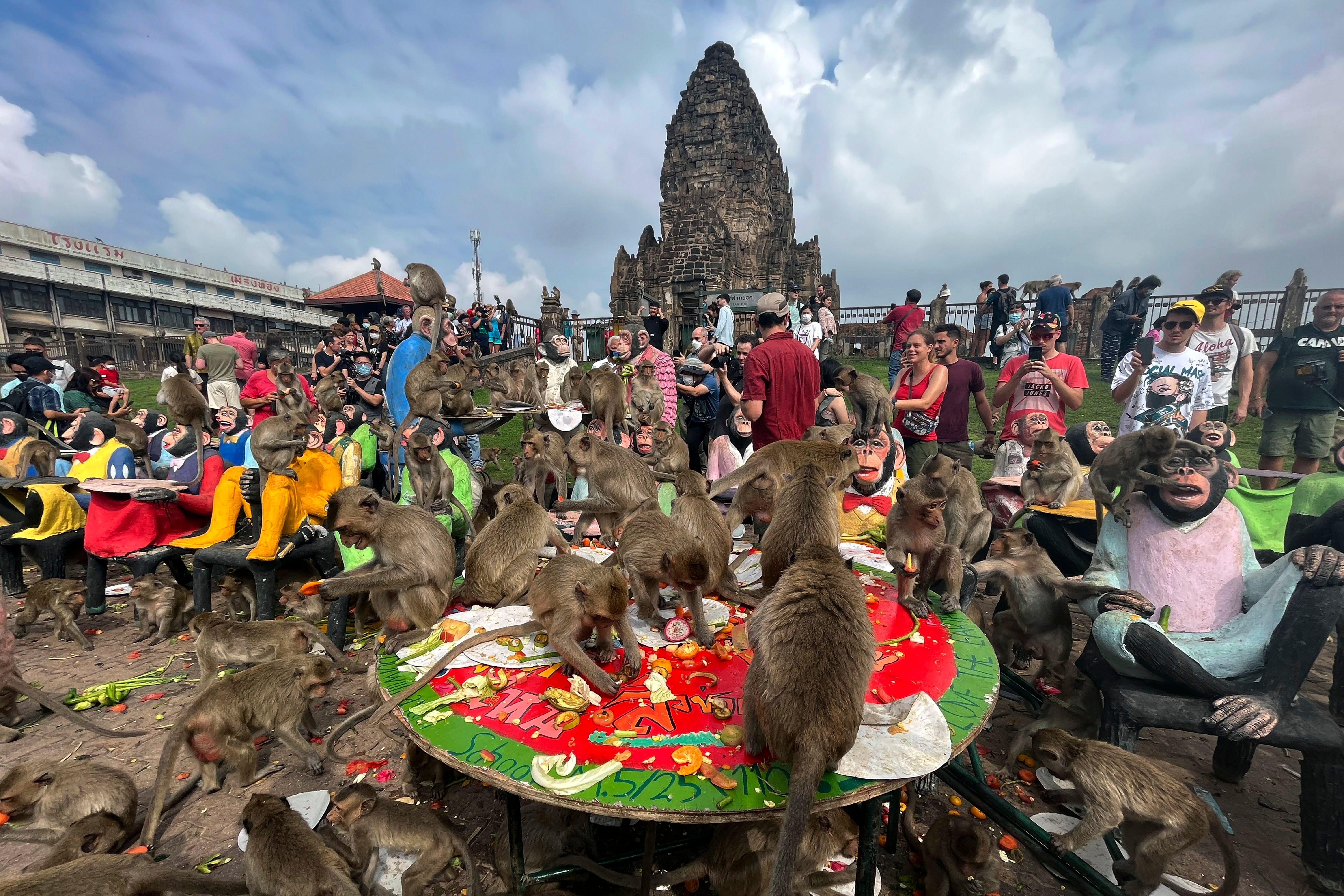 Thailand Monkeys