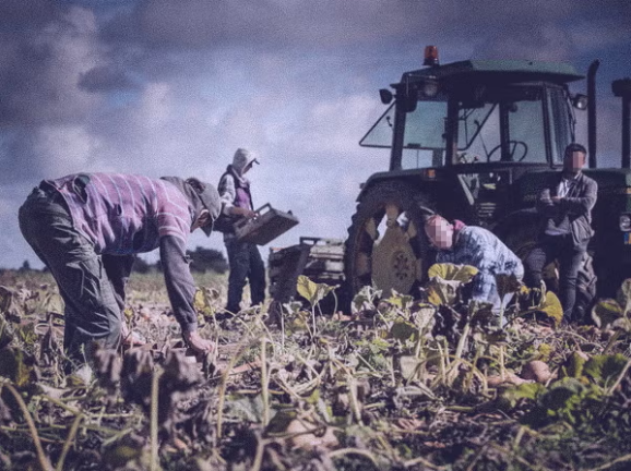 The seasonal worker scheme allows UK growers to hire around 45,000 people a year on six-month visas